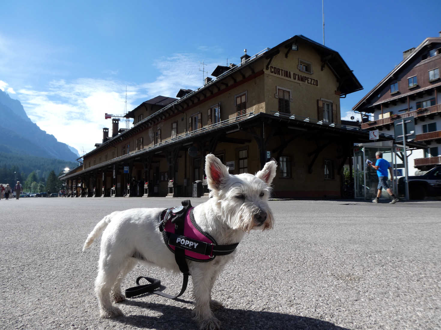poppy the westie at bus station in Cortina