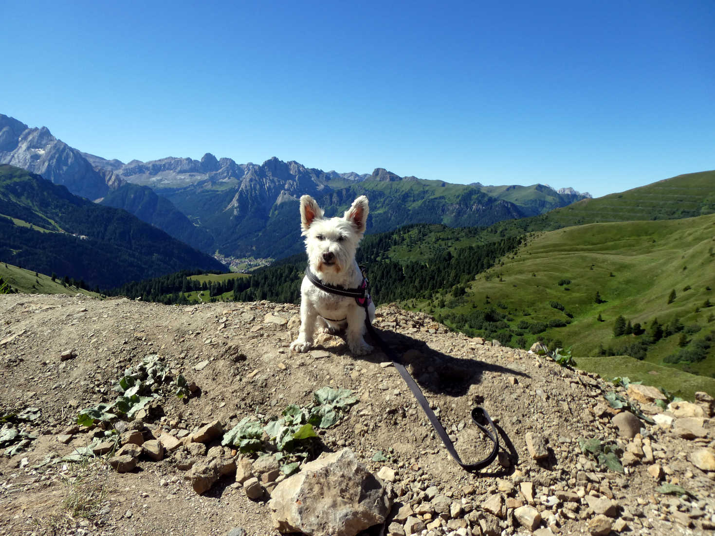 poppy the westie at the Sella Pass Italy
