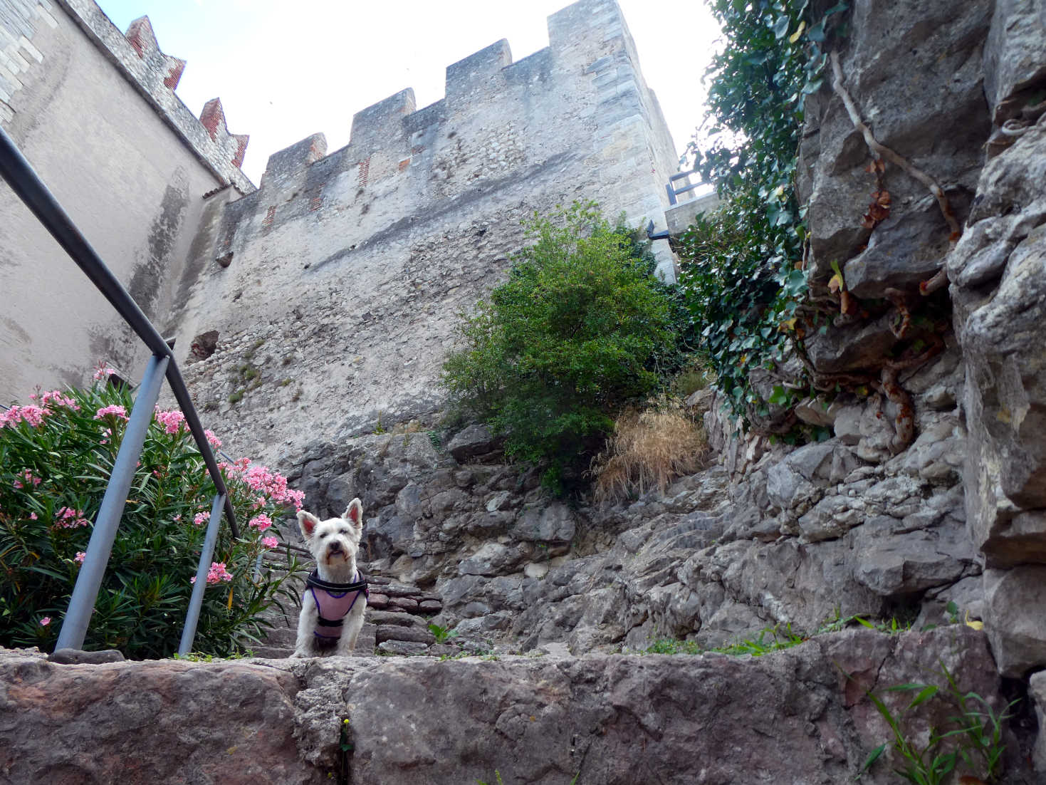 poppy the westie at the castle walls Malcesine