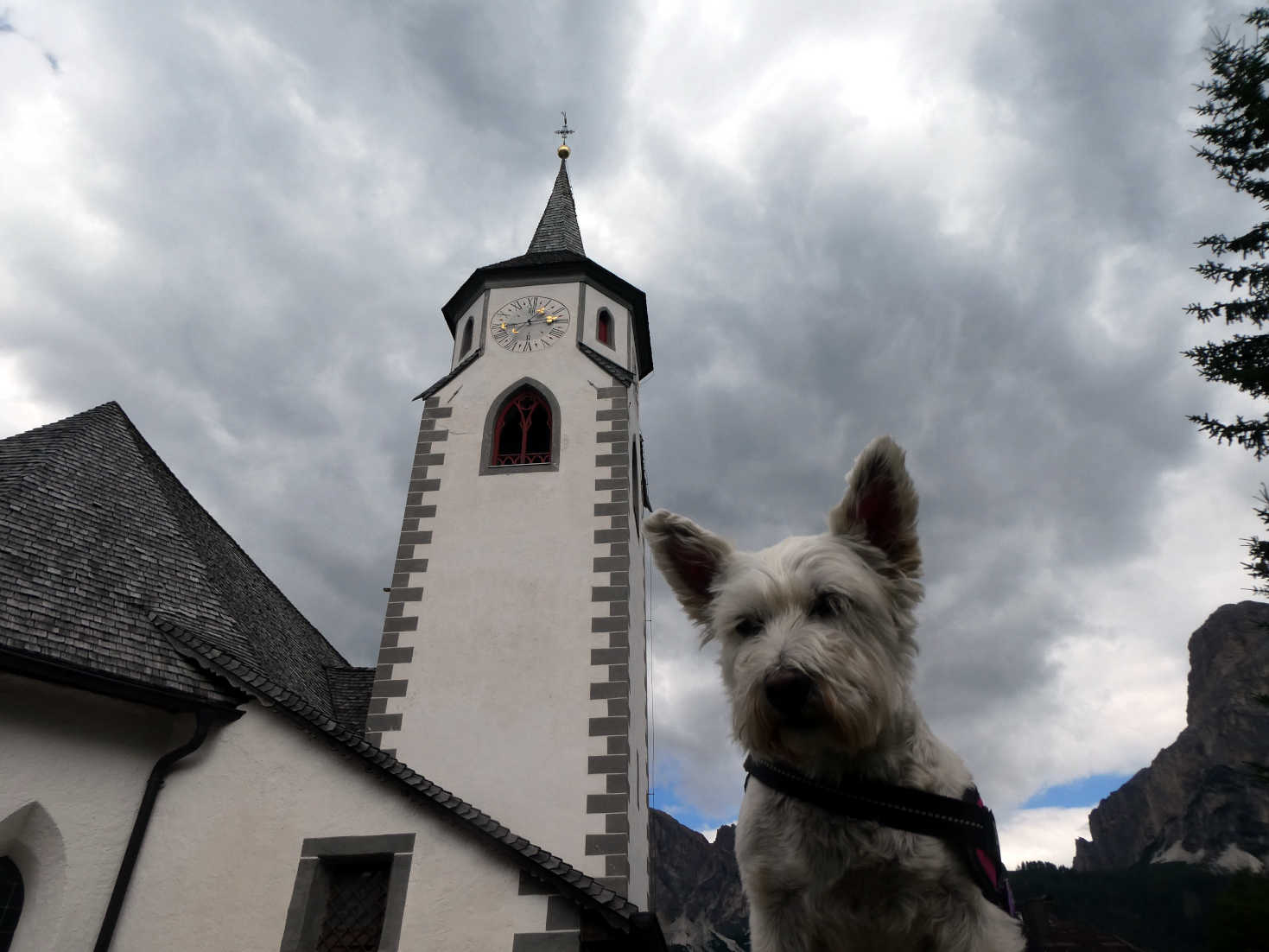 poppy the westie by the church in corvara
