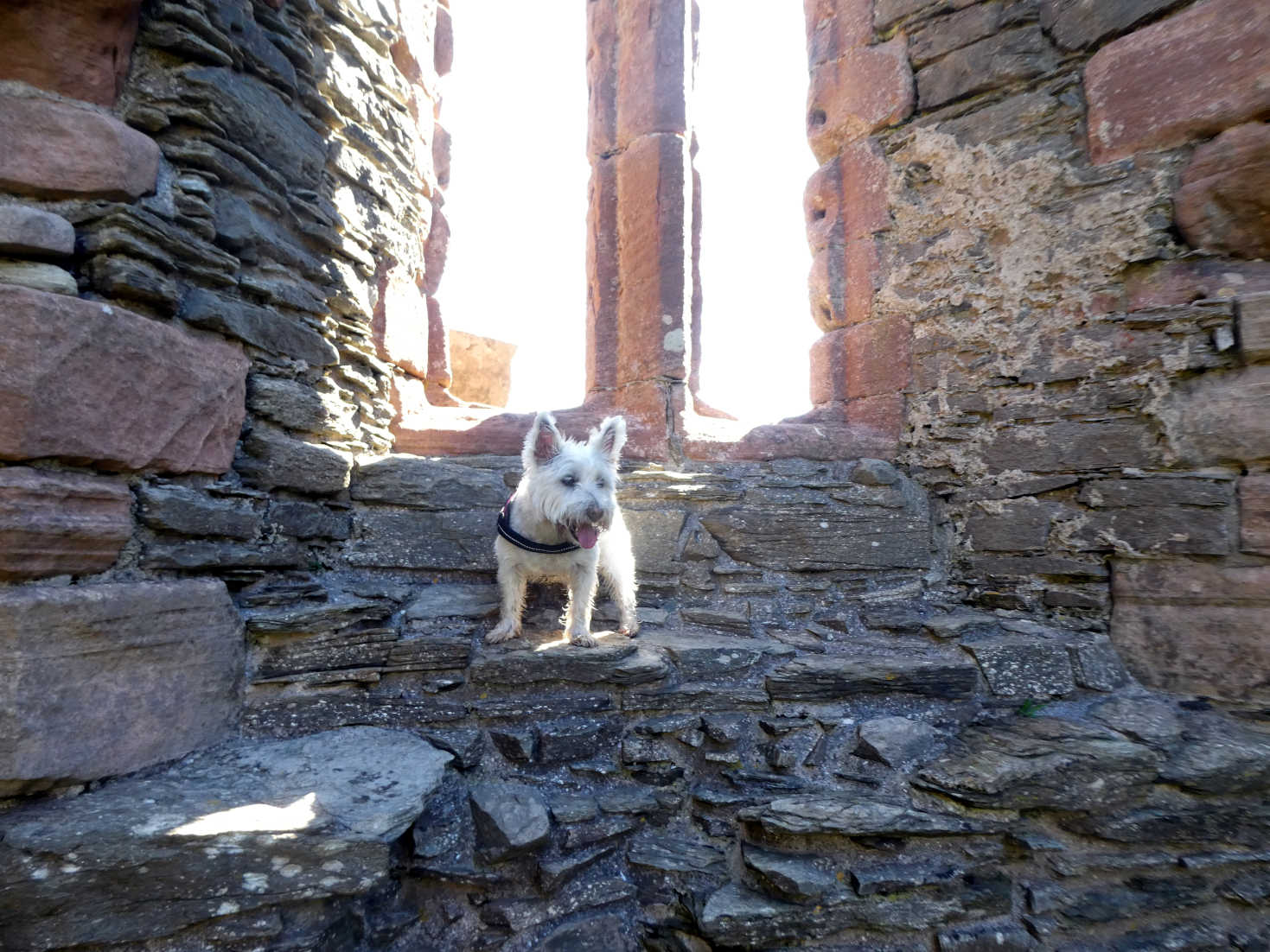 poppy the westie climed to window of skipness chapel