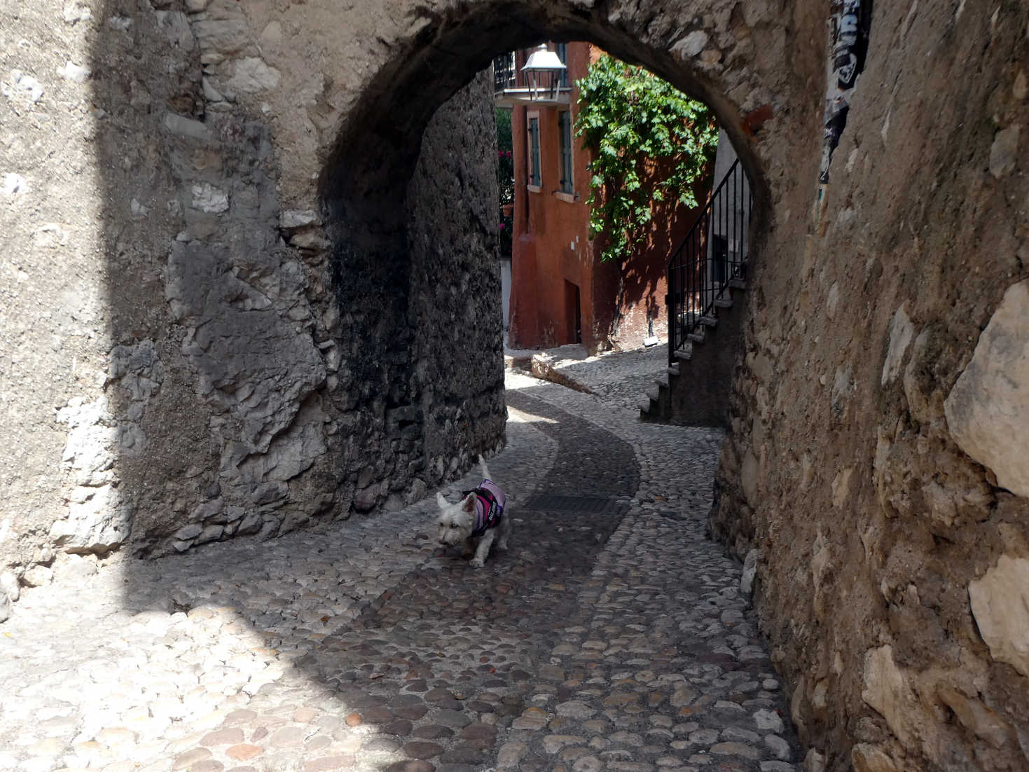 poppy the westie comes up from the sea at Malcesine