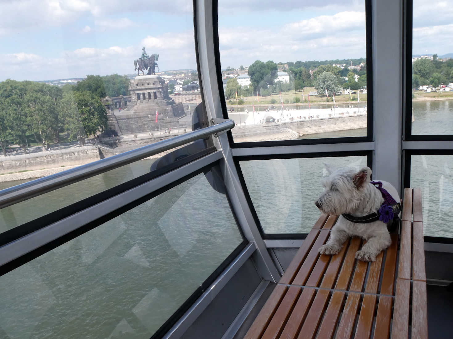 poppy the westie comming down on cable car to koblenz