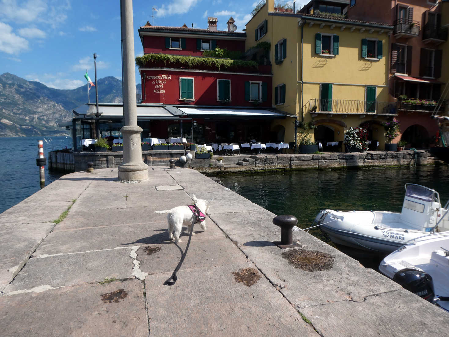 poppy the westie explores the pier at Malcesine