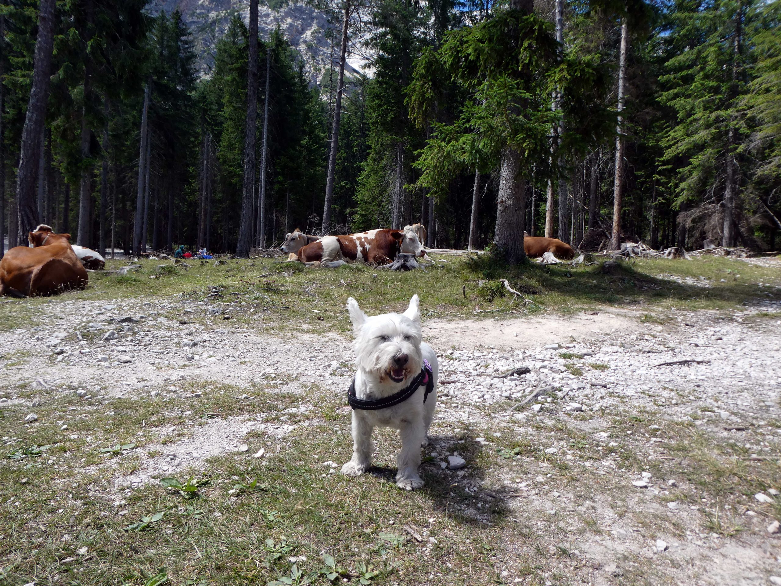 poppy the westie finds cows at Lago di Braies