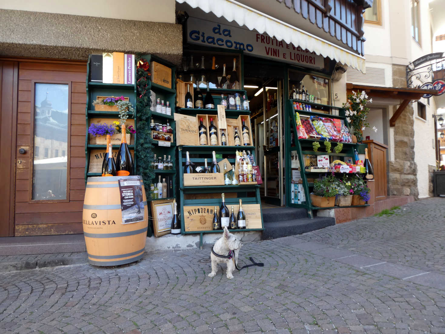 poppy the westie finds dad a bevy shop in Cortina