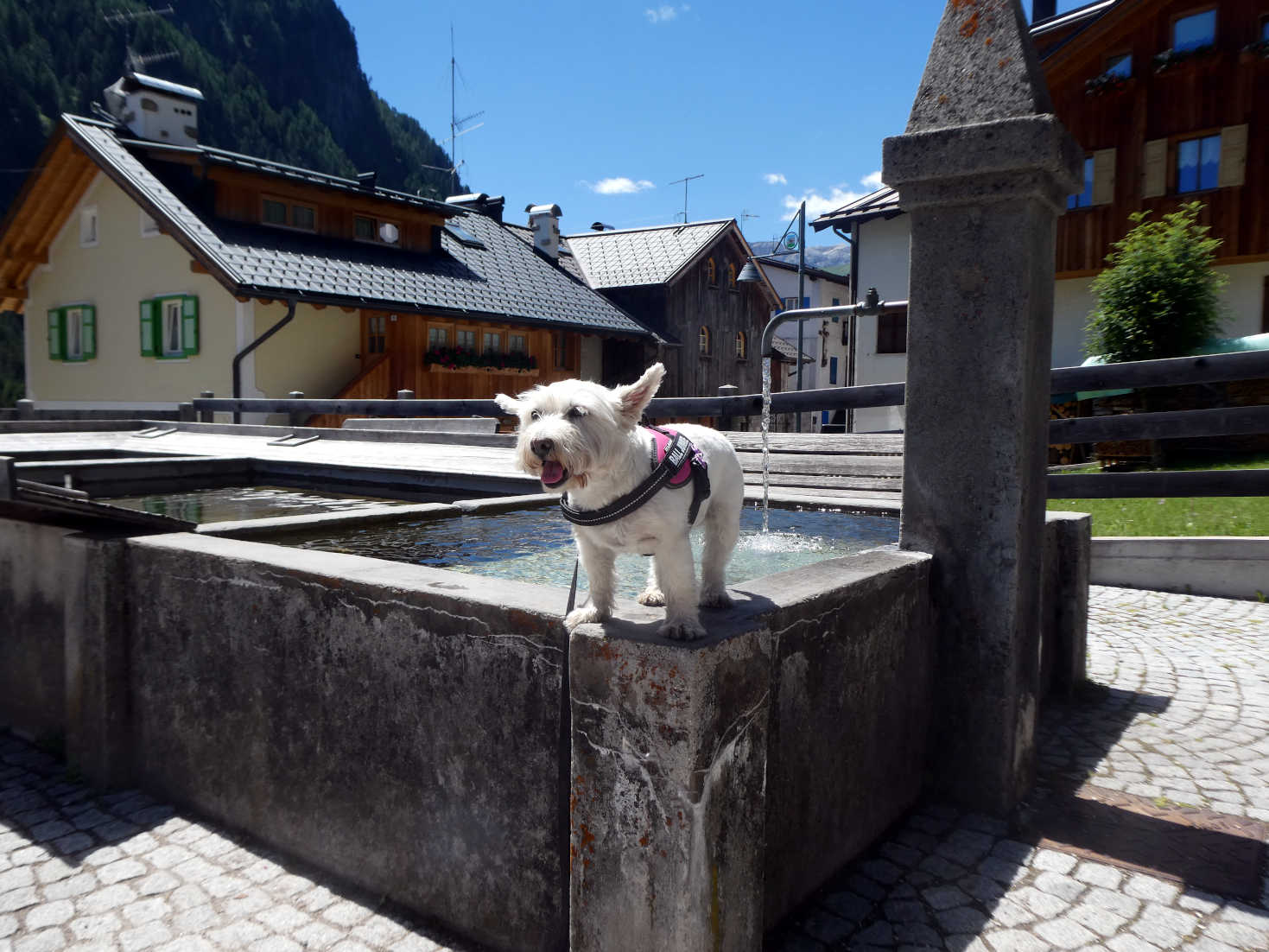 poppy the westie gets some cool water at canazei