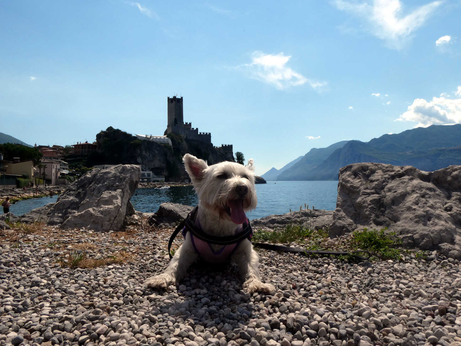 poppy the westie going to cable car at Malcesine