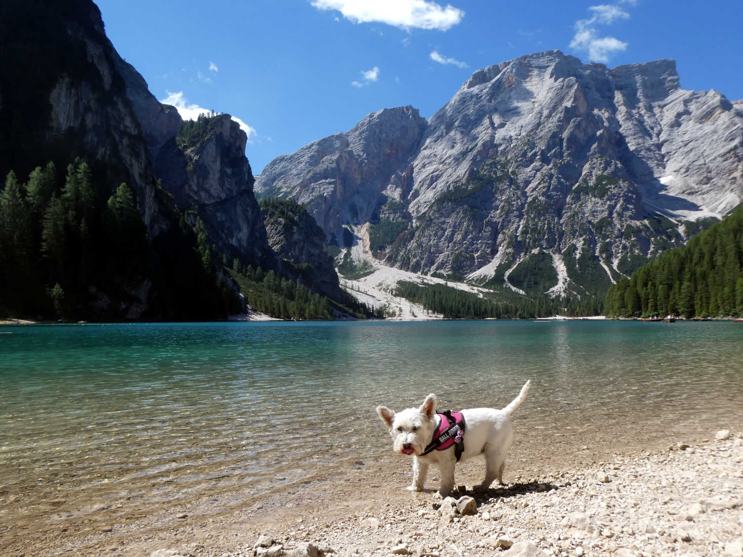 poppy the westie has a drink at Lago di Braies