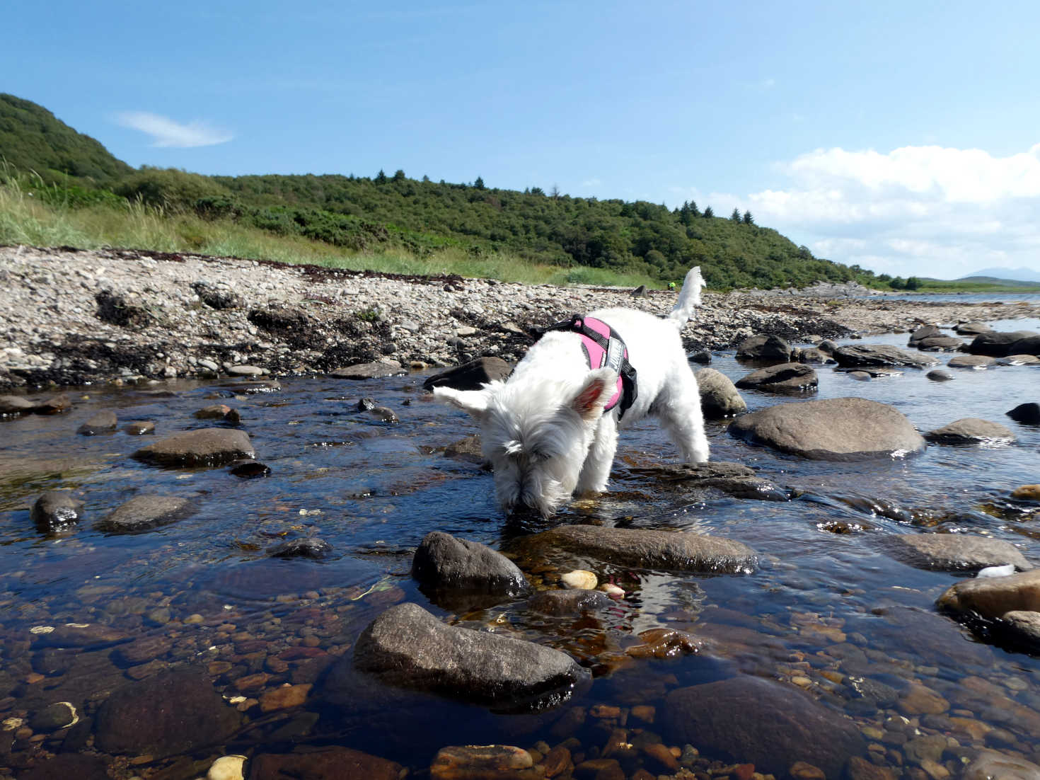 poppy the westie has a picnic drink at portavadie