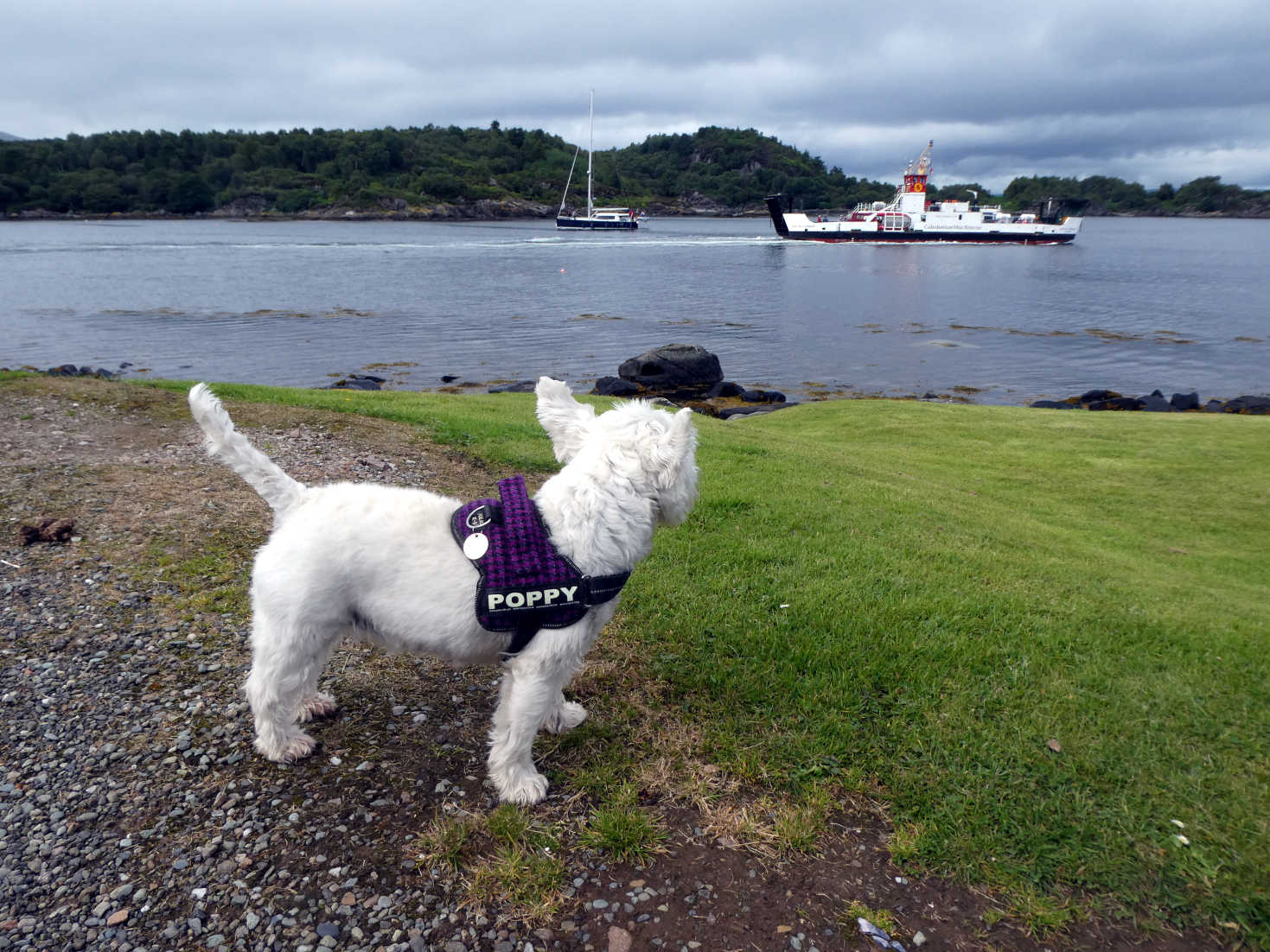 poppy the westie hopes ferry comes back at terbert