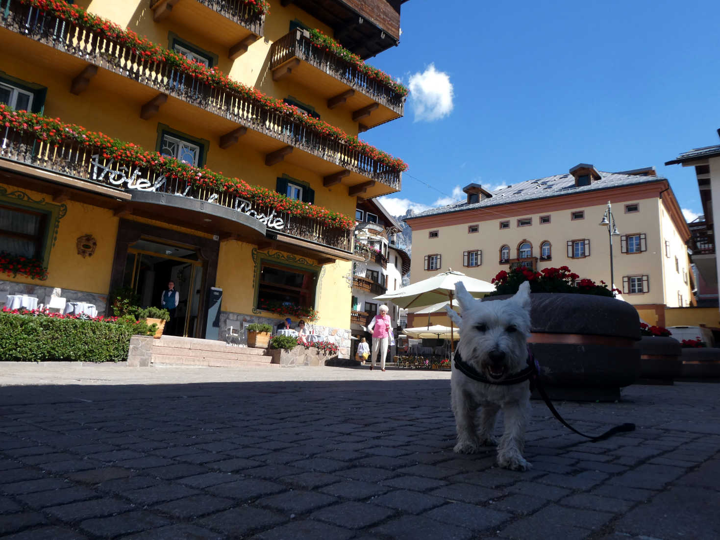 poppy the westie in bus stop square cortina