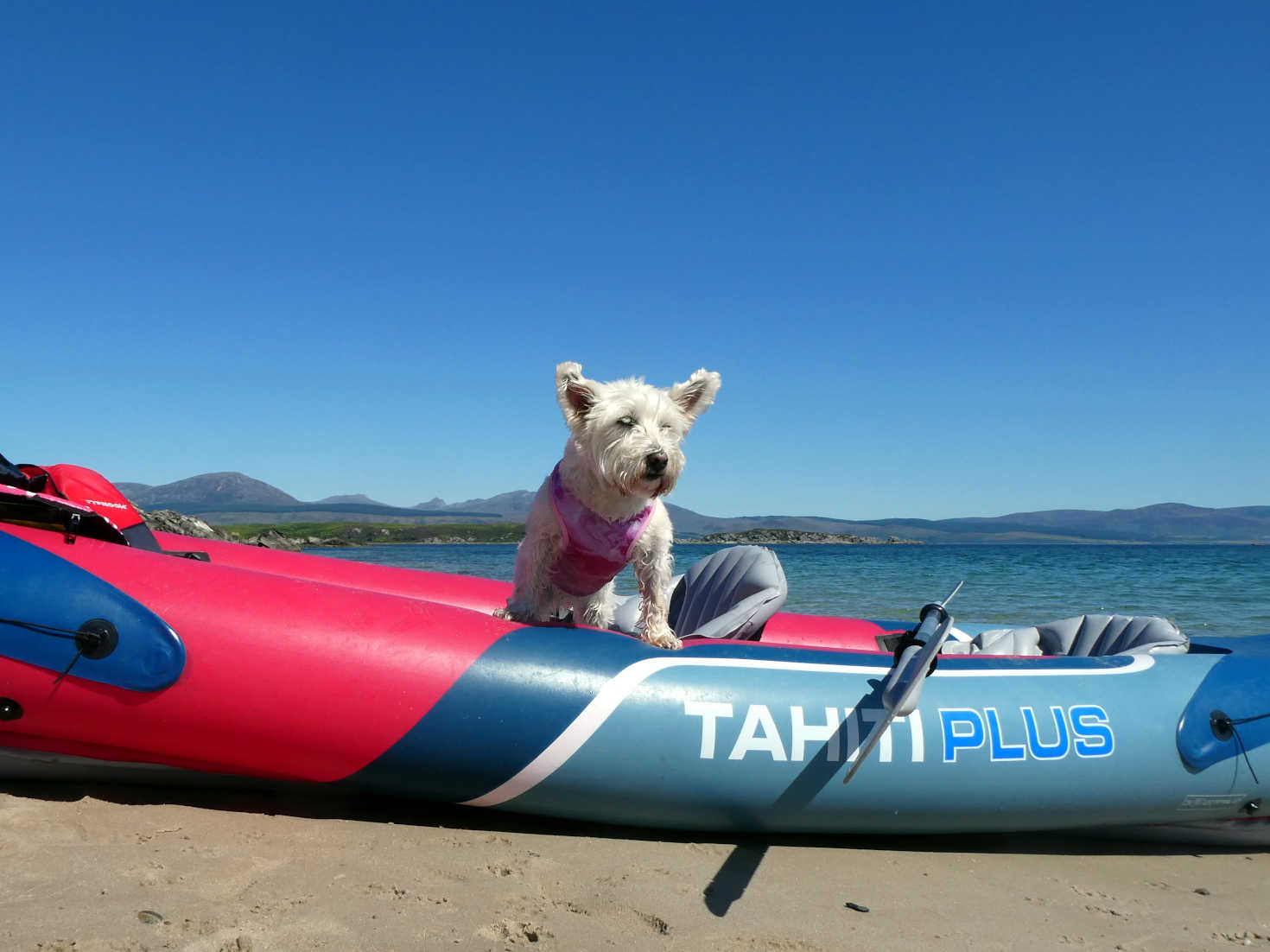 poppy the westie in kayak on secret beach