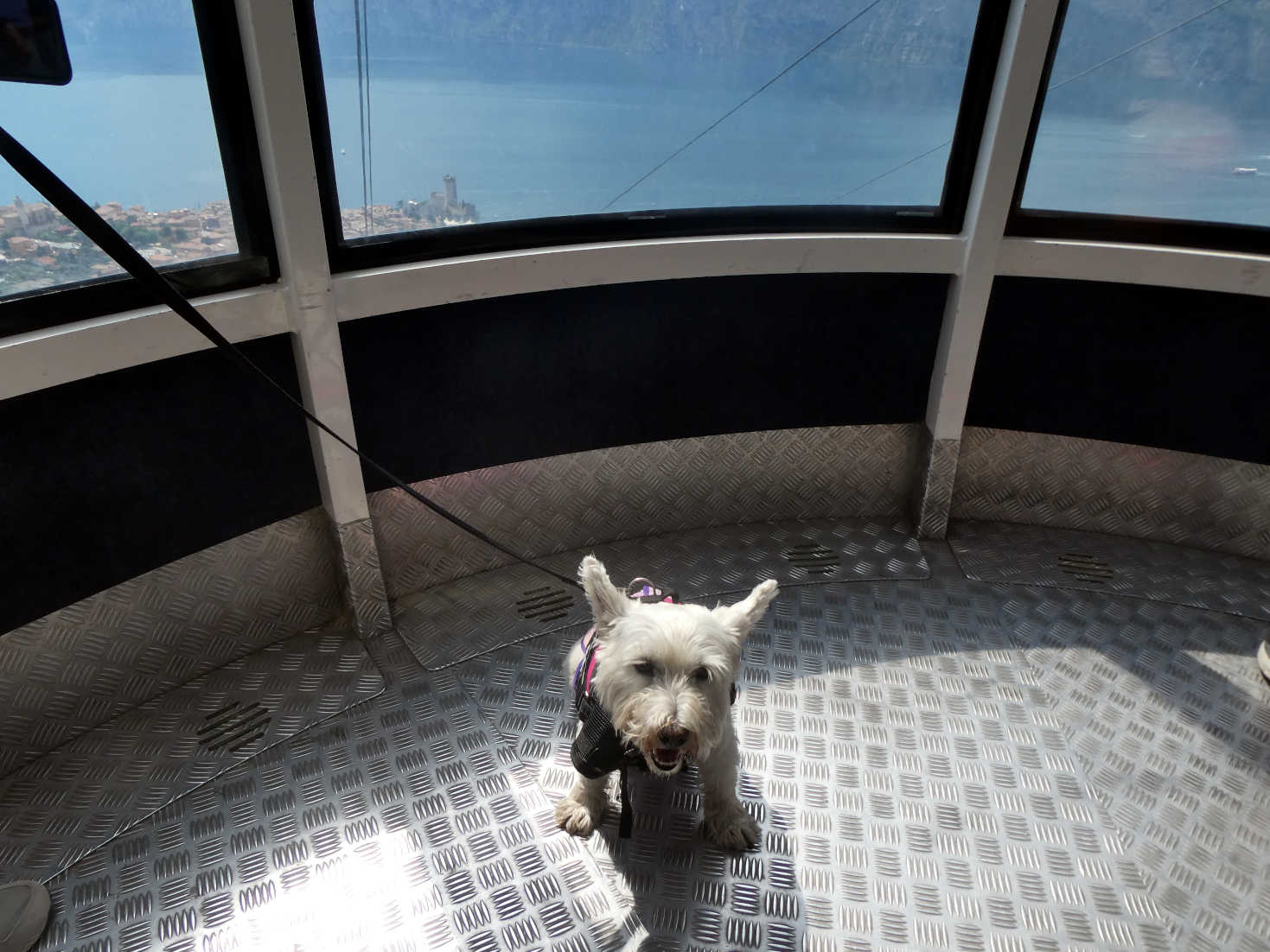 poppy the westie in the Malcesine cable car