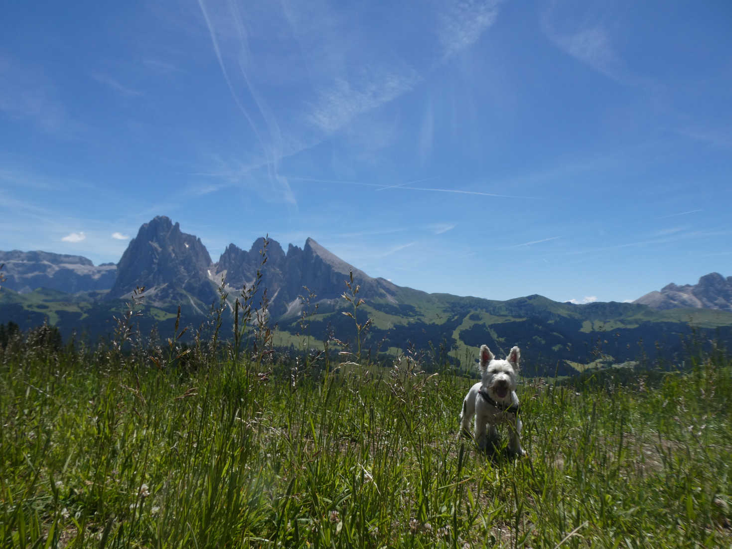 poppy the westie in the dolomites at Ortasei