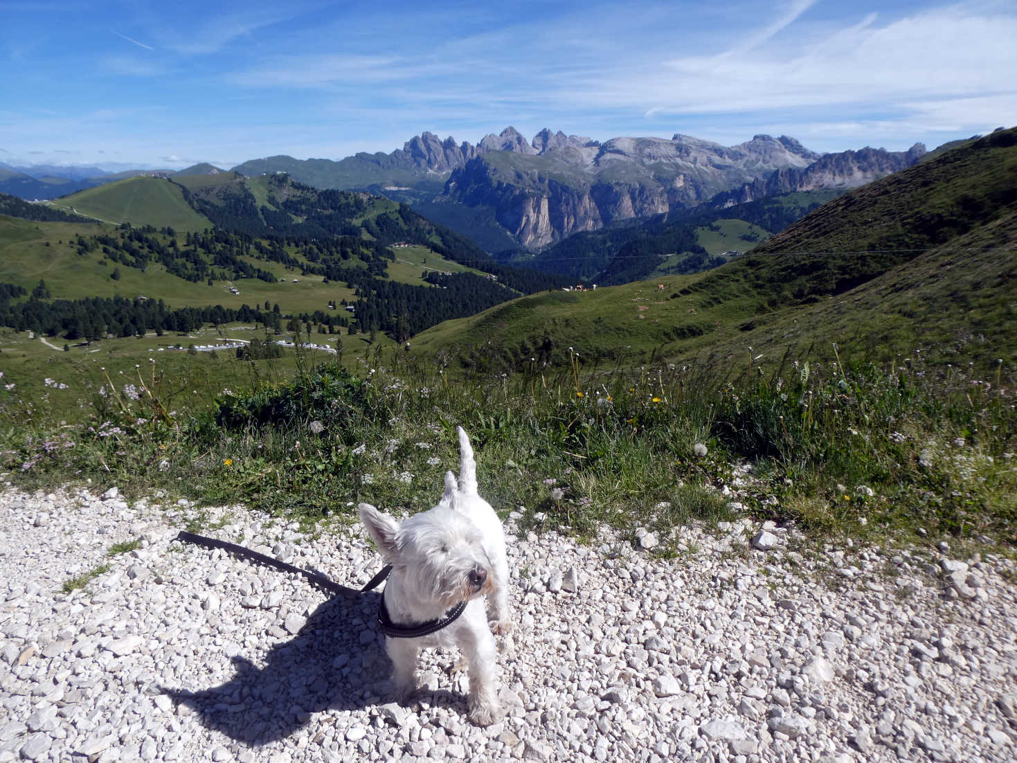 poppy the westie in the wind at the sella pass Italy