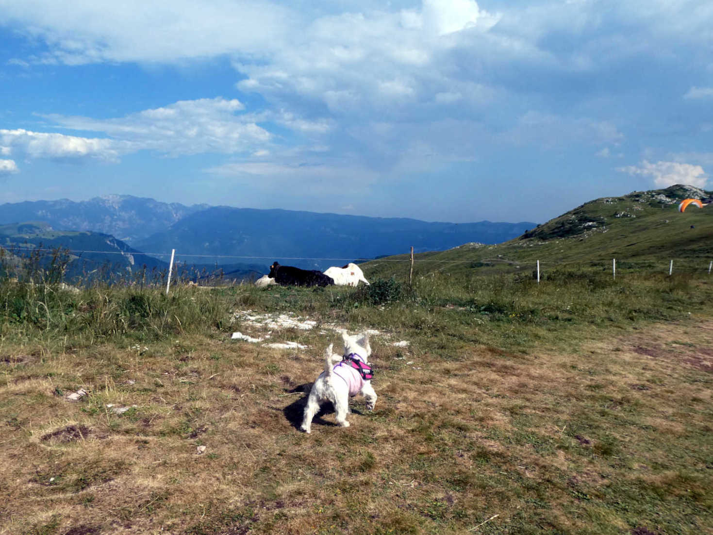 poppy the westie investigates the Alpine Cows