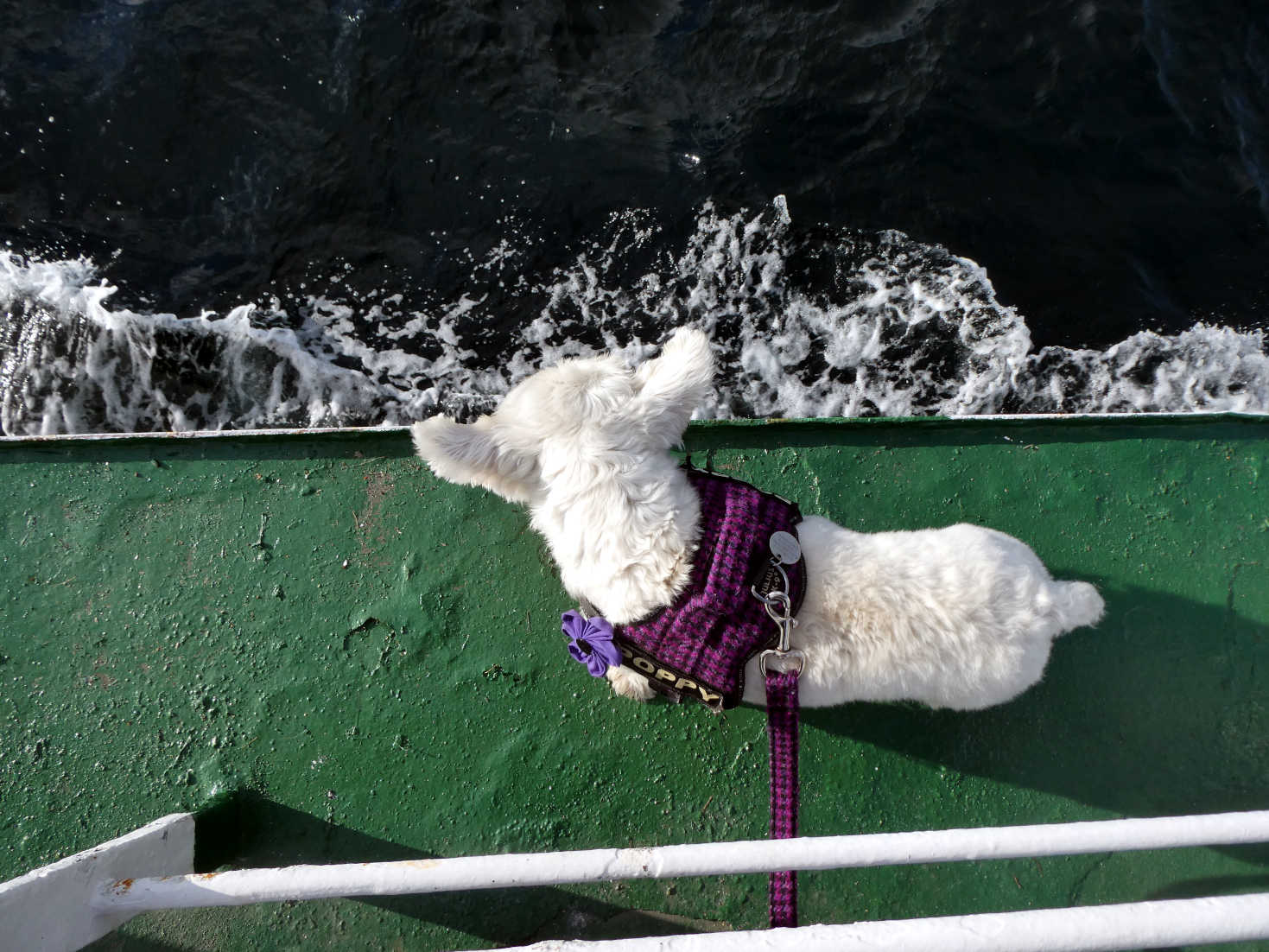 poppy the westie is glad she is not swimming back