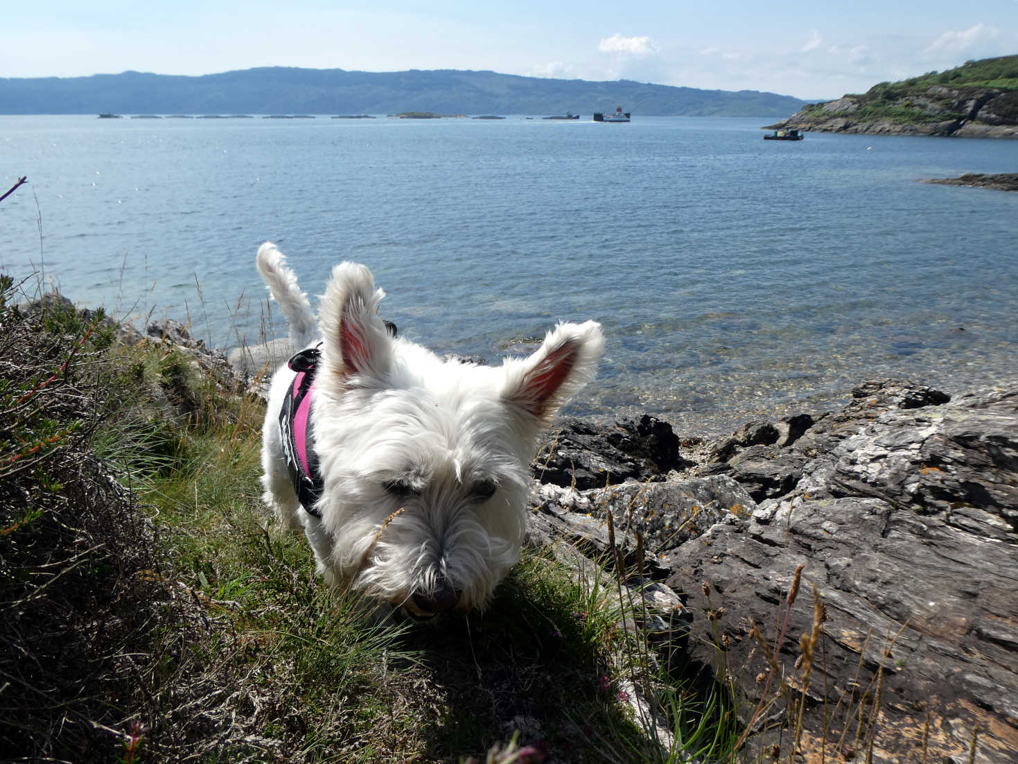 poppy the westie looks for the beach at portavadie