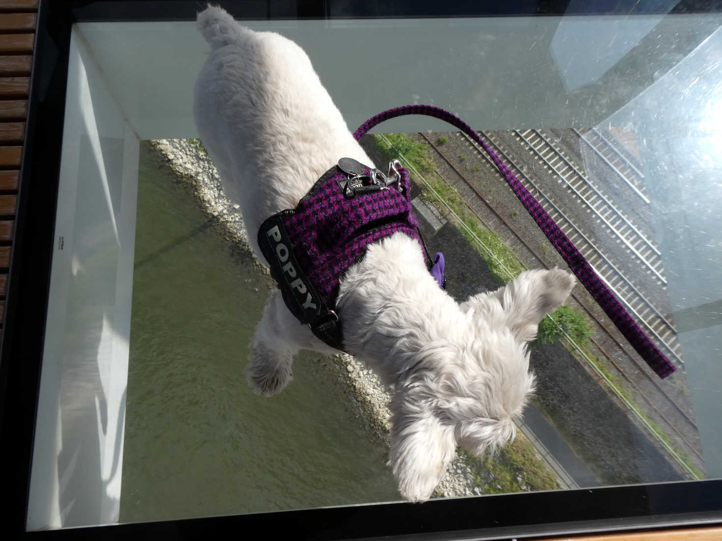 poppy the westie looks through the floor of koblenz cable car