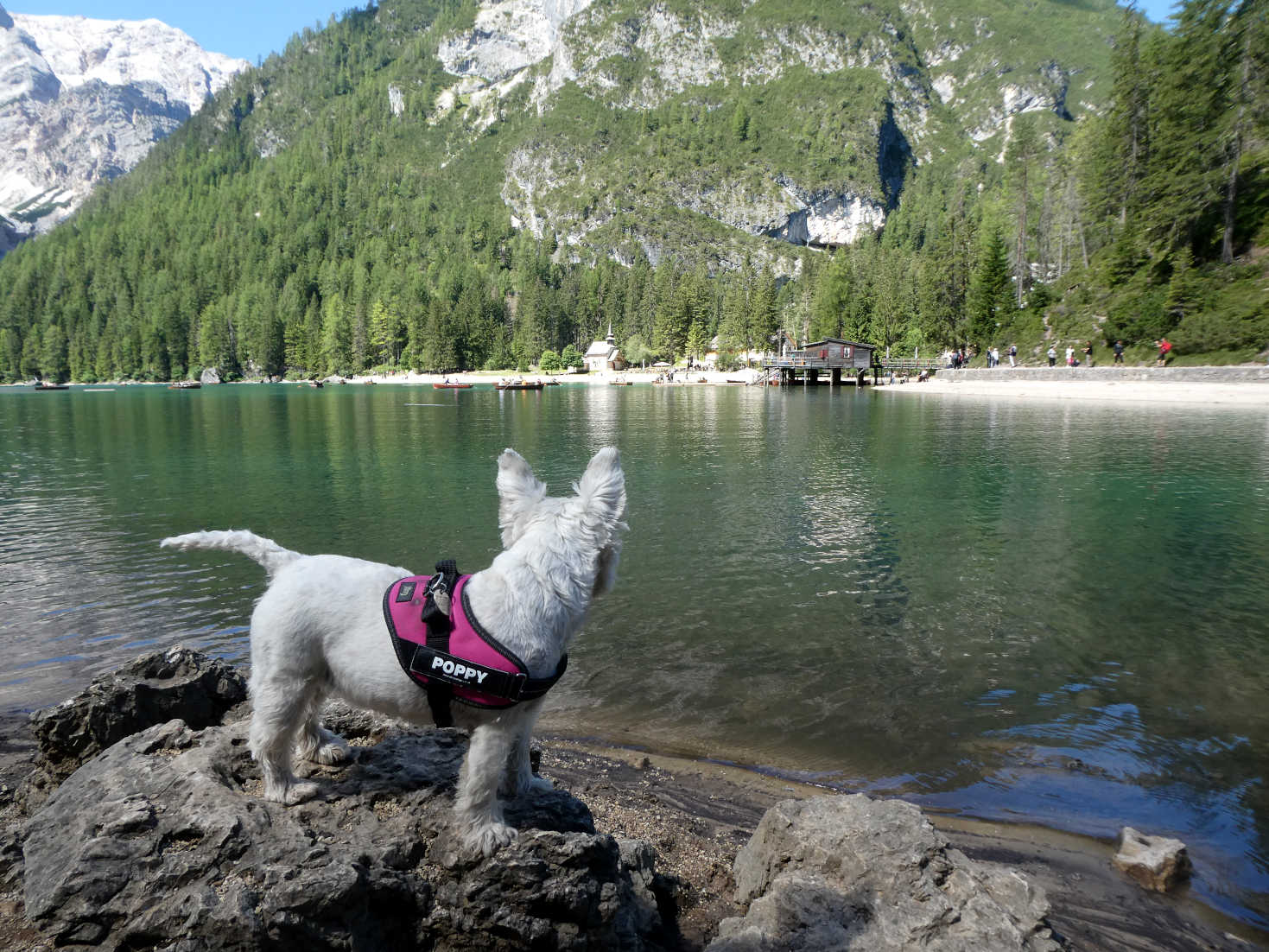poppy the westie lookung towards the boat house Lago di Braies