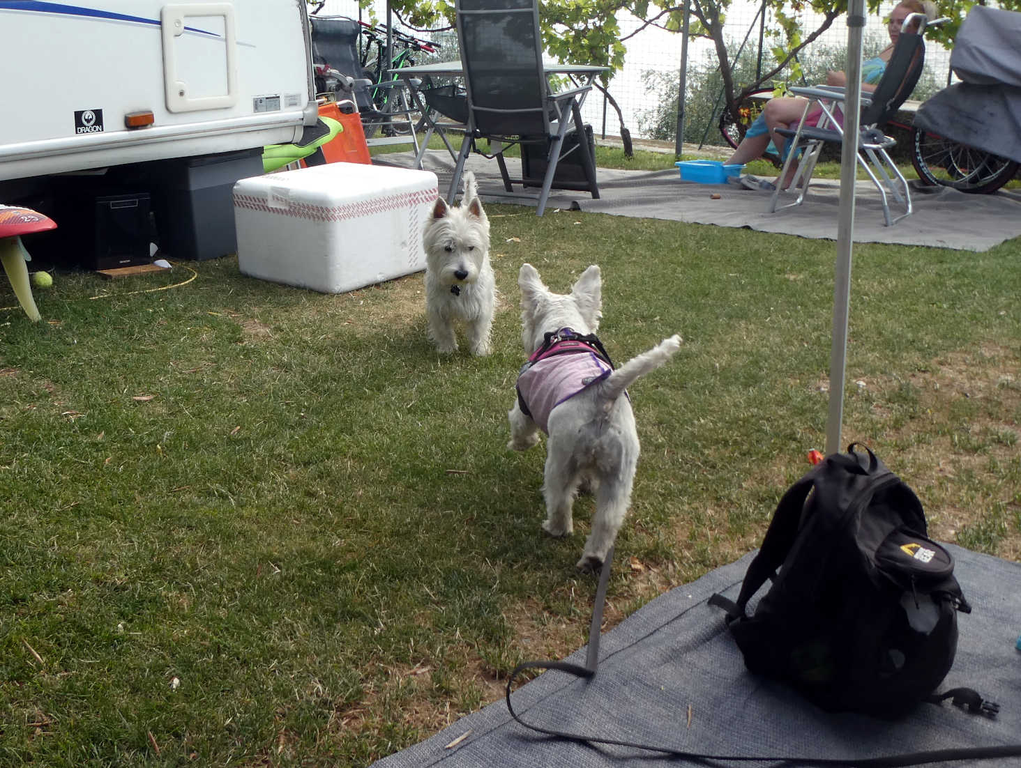 poppy the westie meets Sherman