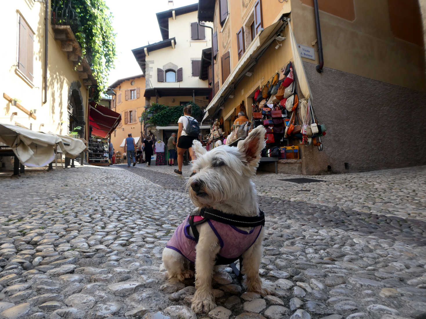poppy the westie not impressed with the shops in Malcesine