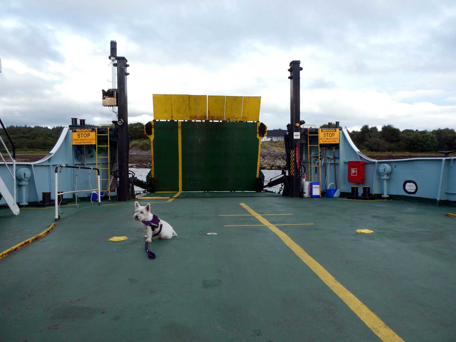 poppy the westie on her private ferry