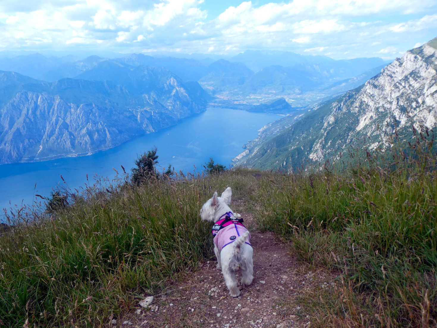 poppy the westie on mount Baldo looking towards Riva