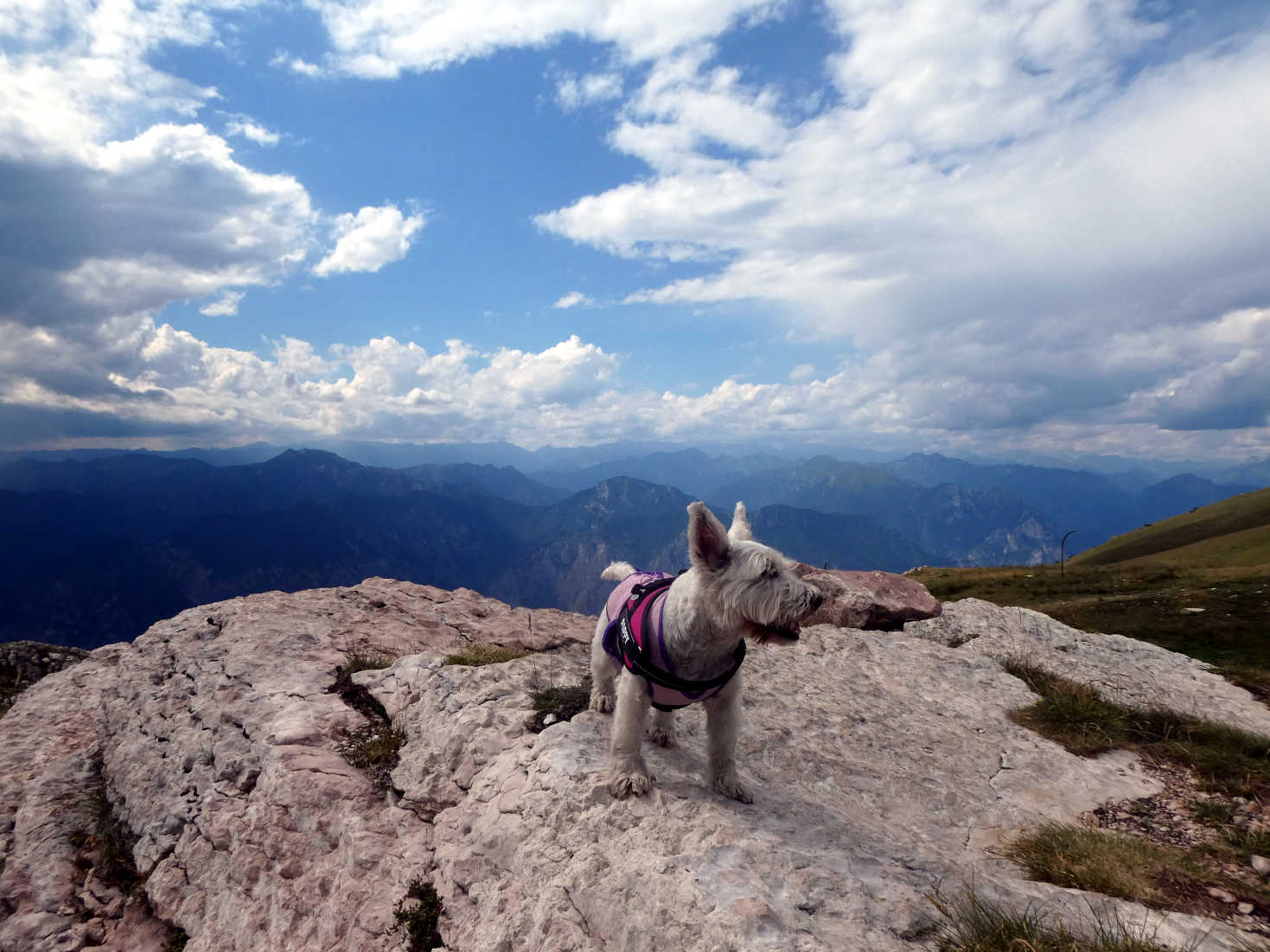 poppy the westie on rock at Mount Baldo Lake Garda