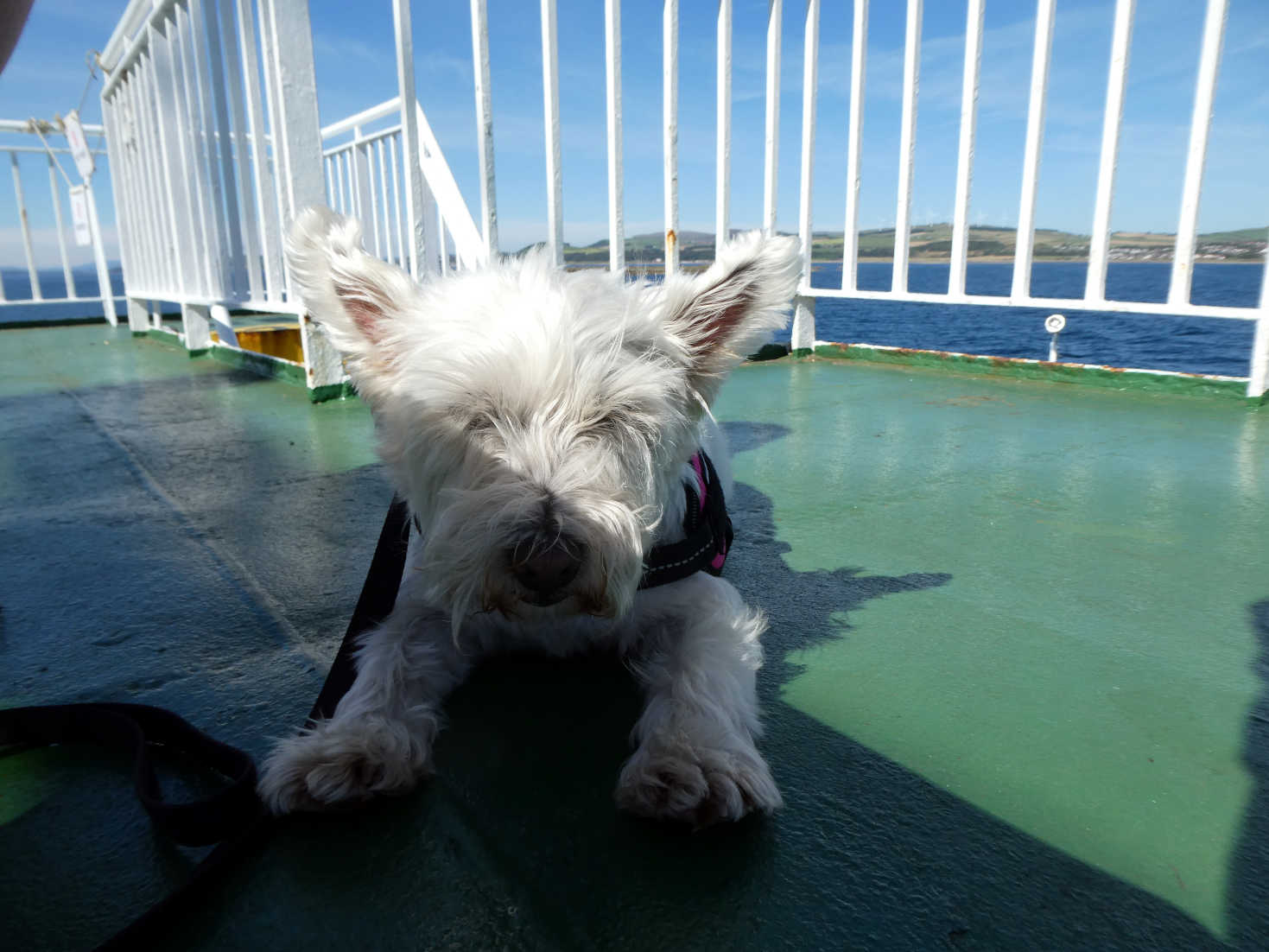 poppy the westie on the back on the dunoon ferry