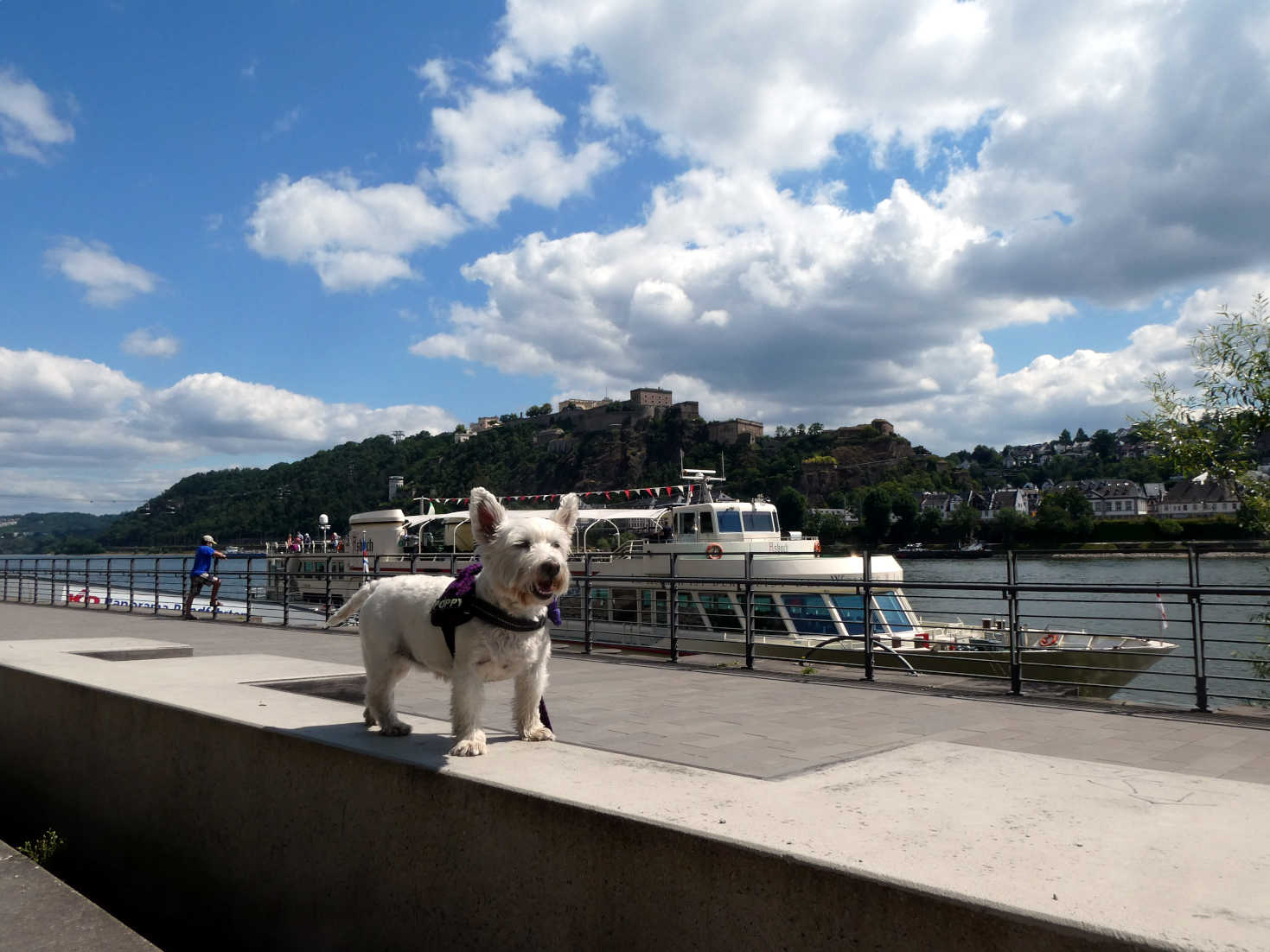 poppy the westie on the banks of the rhine at koblenz