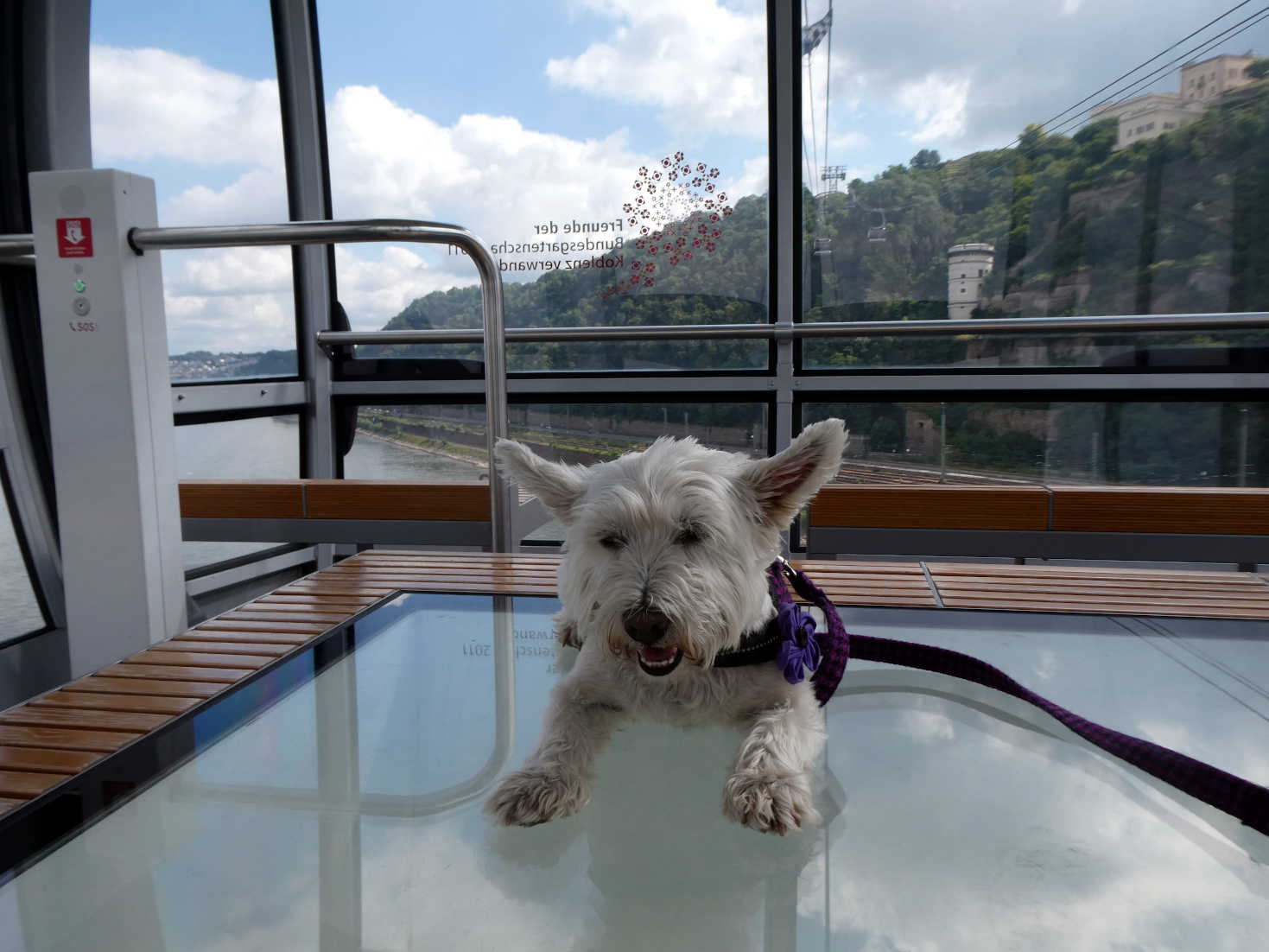 poppy the westie on the koblenz cable car