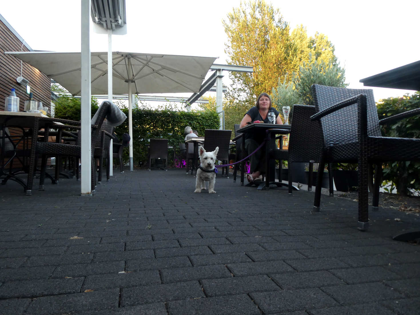 poppy the westie out for dinner in koblenz