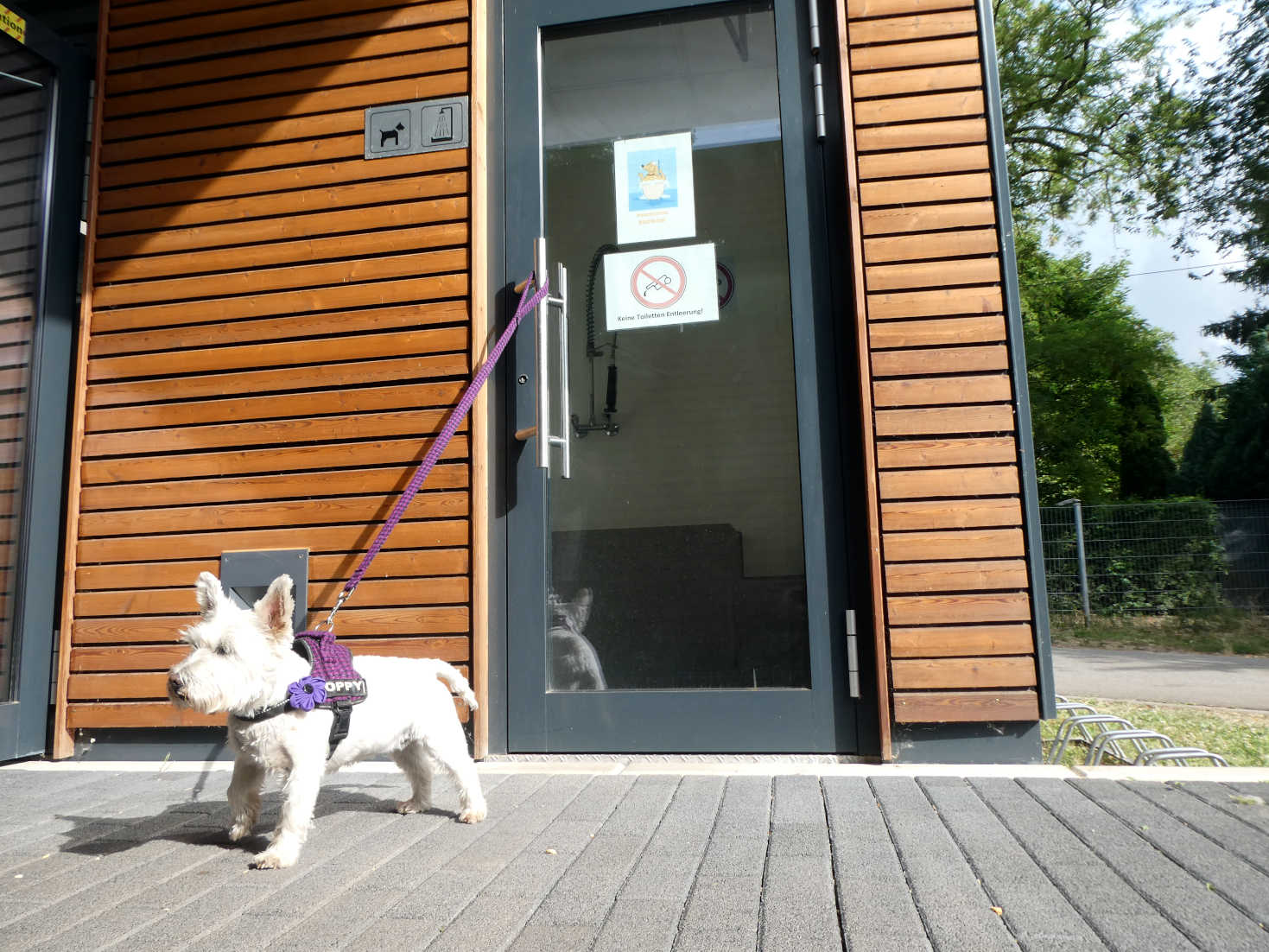 poppy the westie out side the dog shower Koblenz