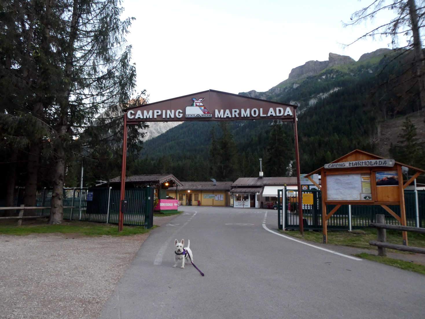 poppy the westie outside camping Marmolada