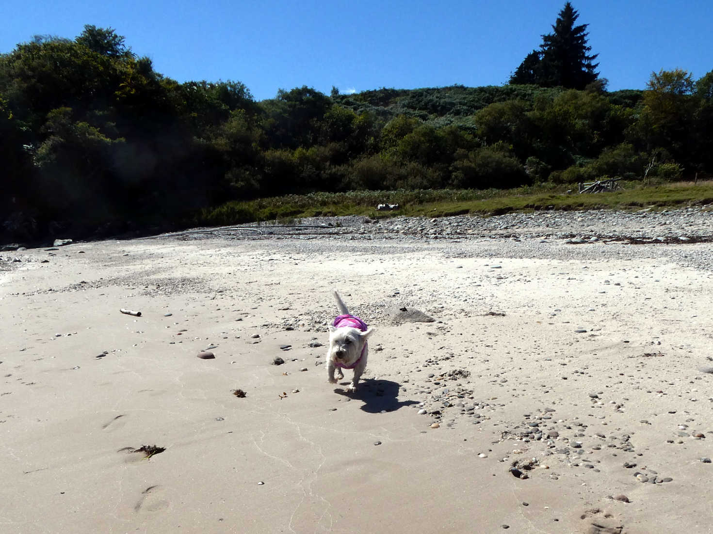 poppy the westie running on secret beach