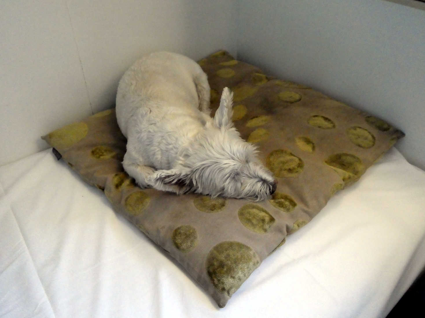 poppy the westie snoozes to get mum and dad back in DFDS cabin
