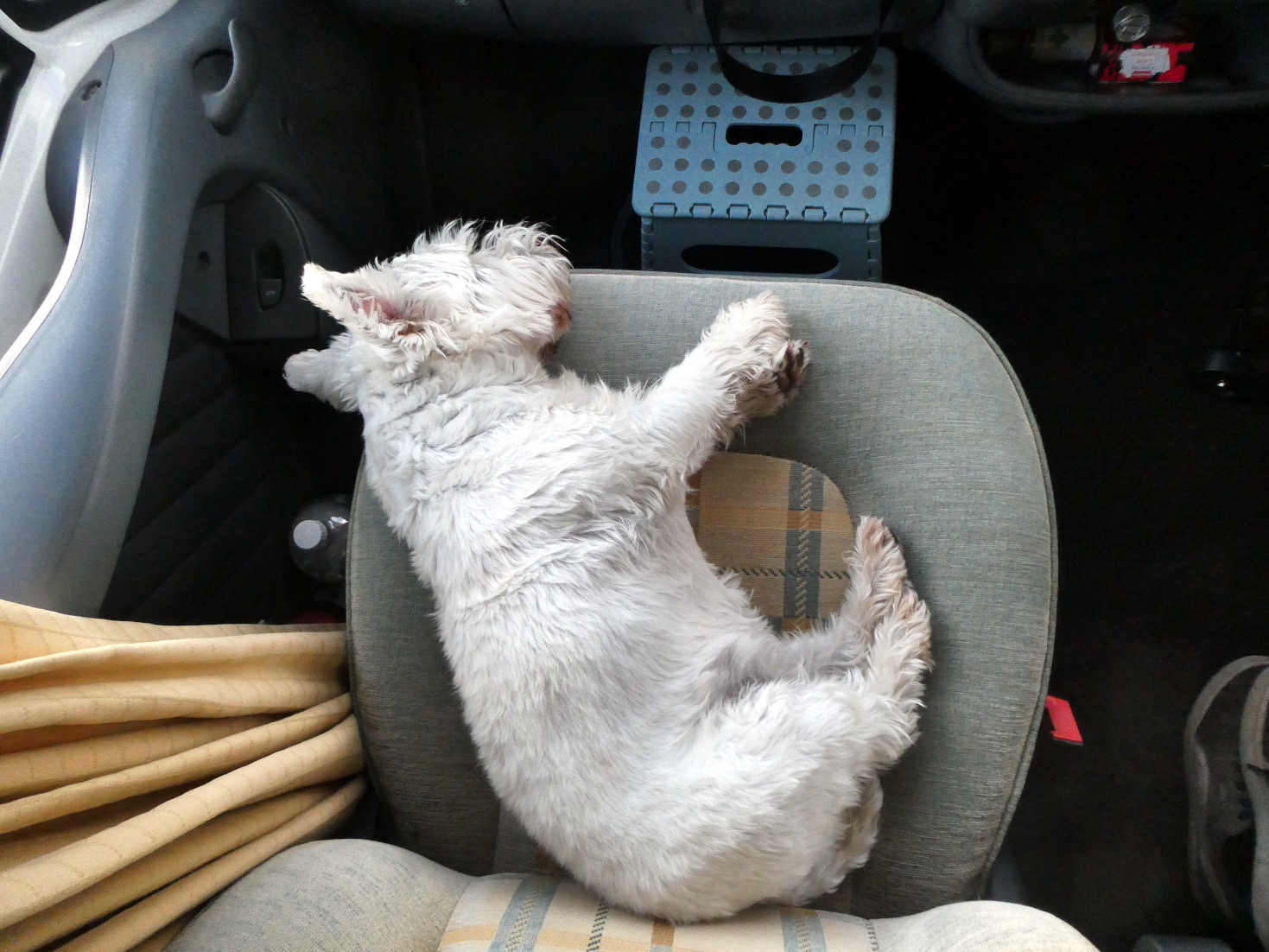 poppy the westie snoozing up front at portavadie
