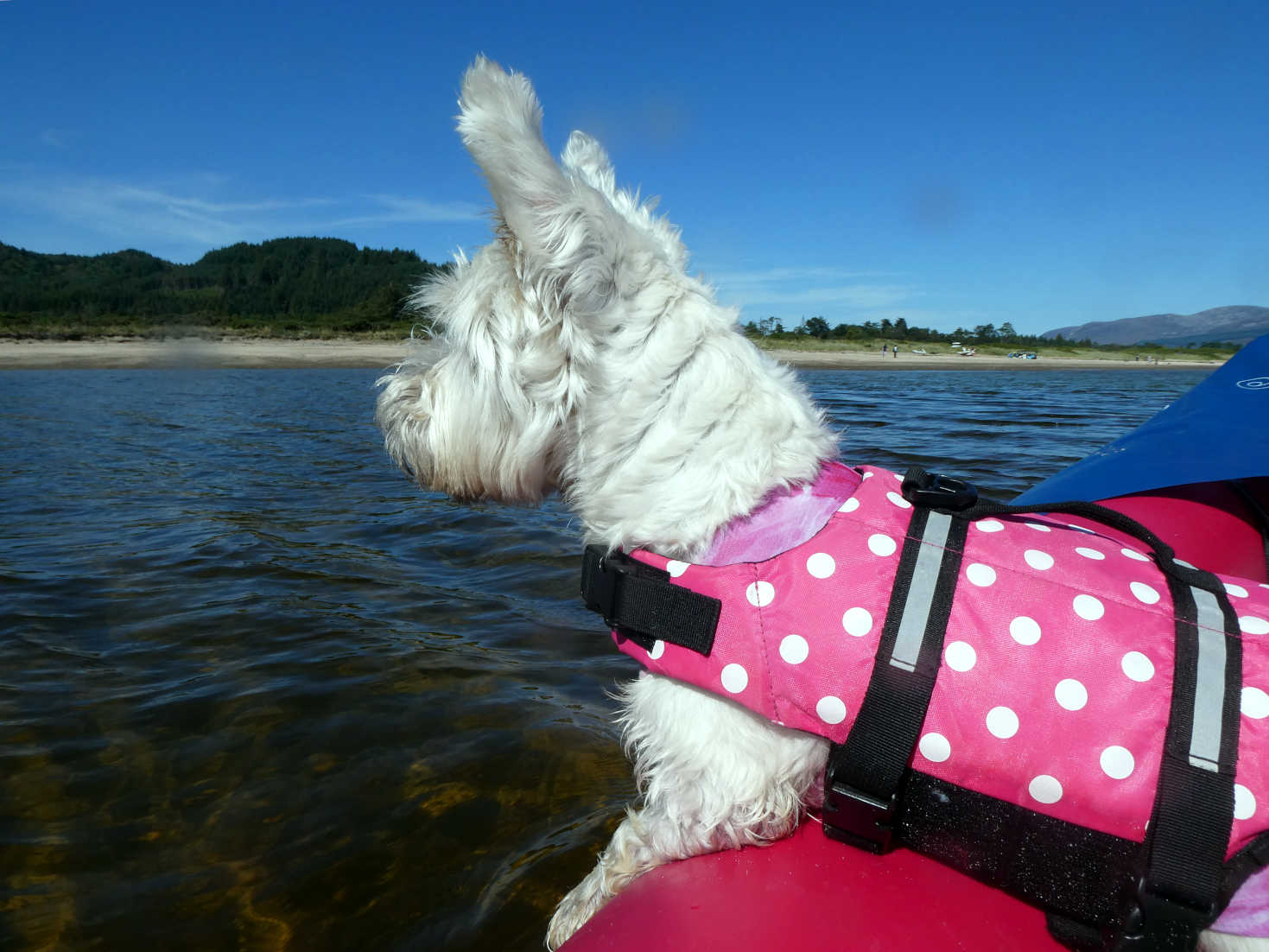 poppy the westie spots divers at waterfoot