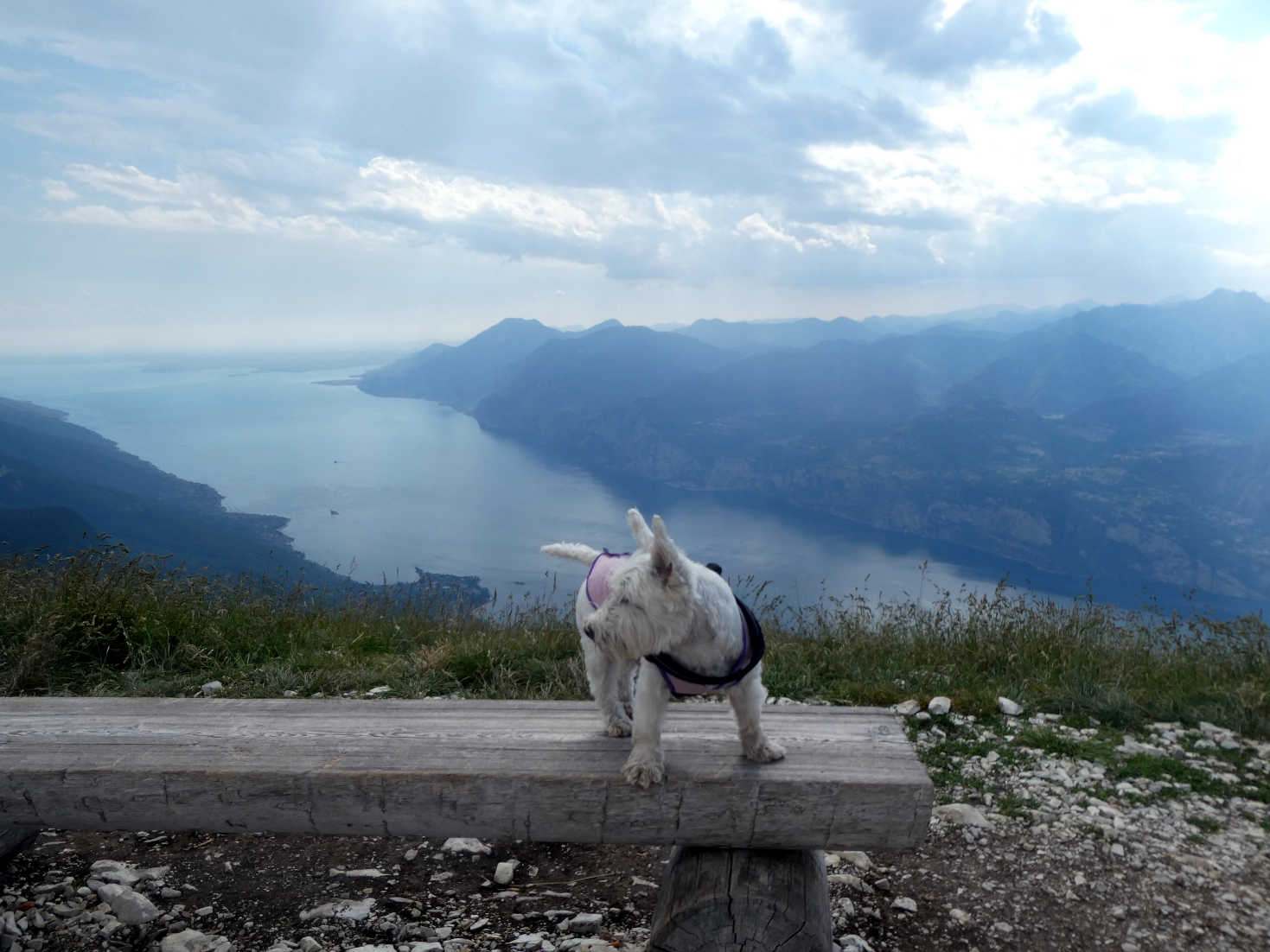 poppy the westie takes in the views od Lake Garda