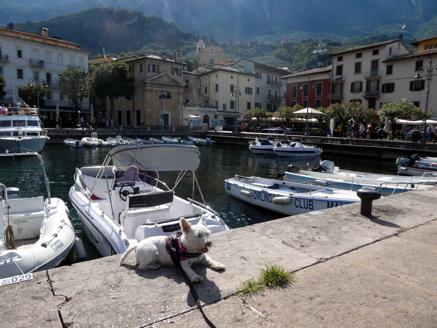 poppy the westie waits for ferry at Malcesine