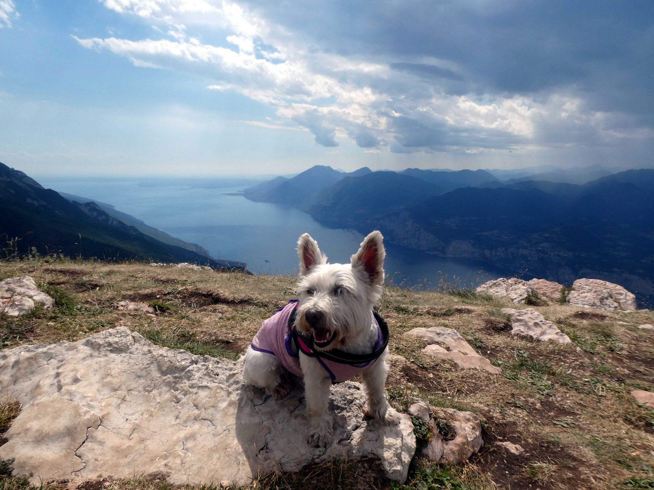 poppy the westy on Mount Baldo Malcesine