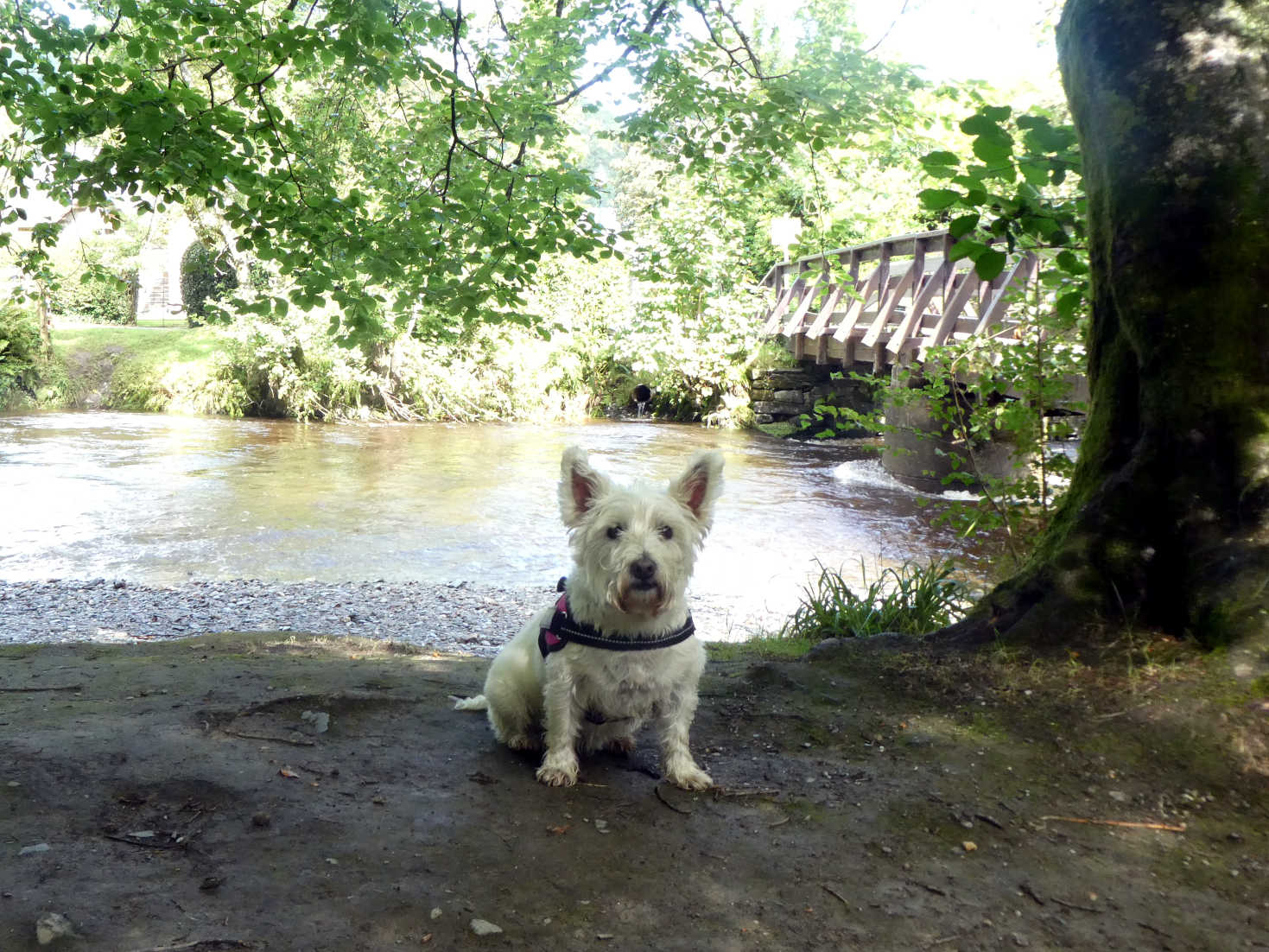 poppy the westie by the river at luss