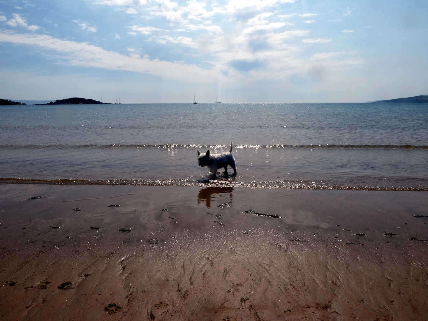 poppy the westie cooling her paws at caradale bay