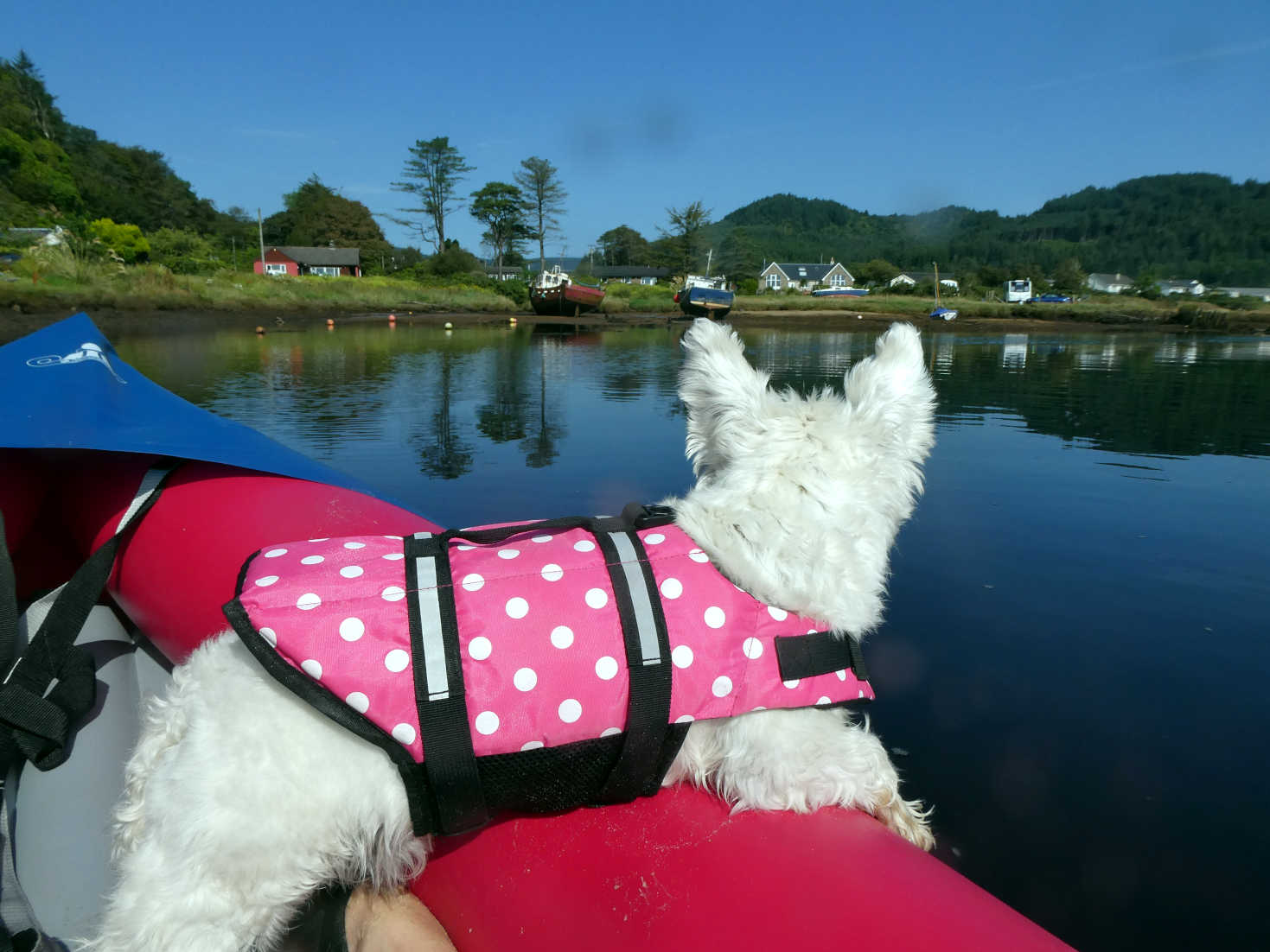 poppy the westie goes up river