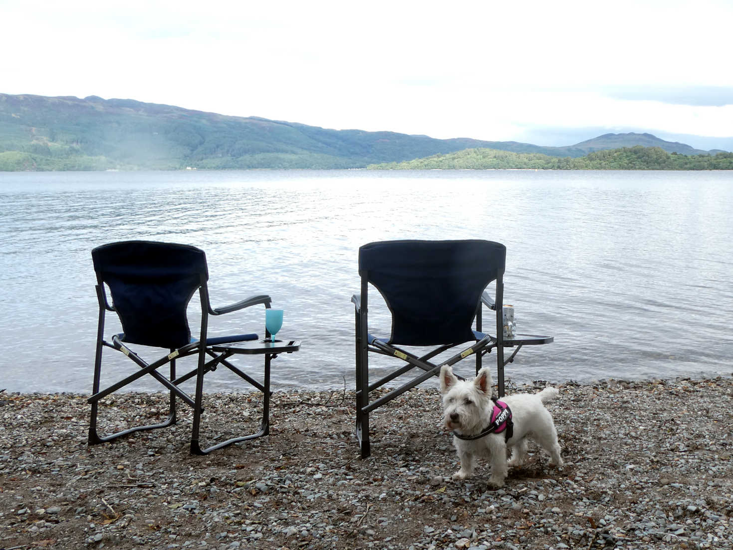 poppy the westie guards the chairs from ducks at Loch Lomond