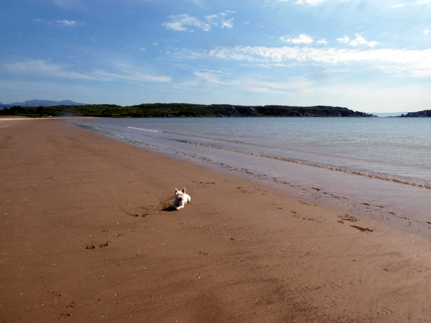 poppy the westie takes a break at caradale bay
