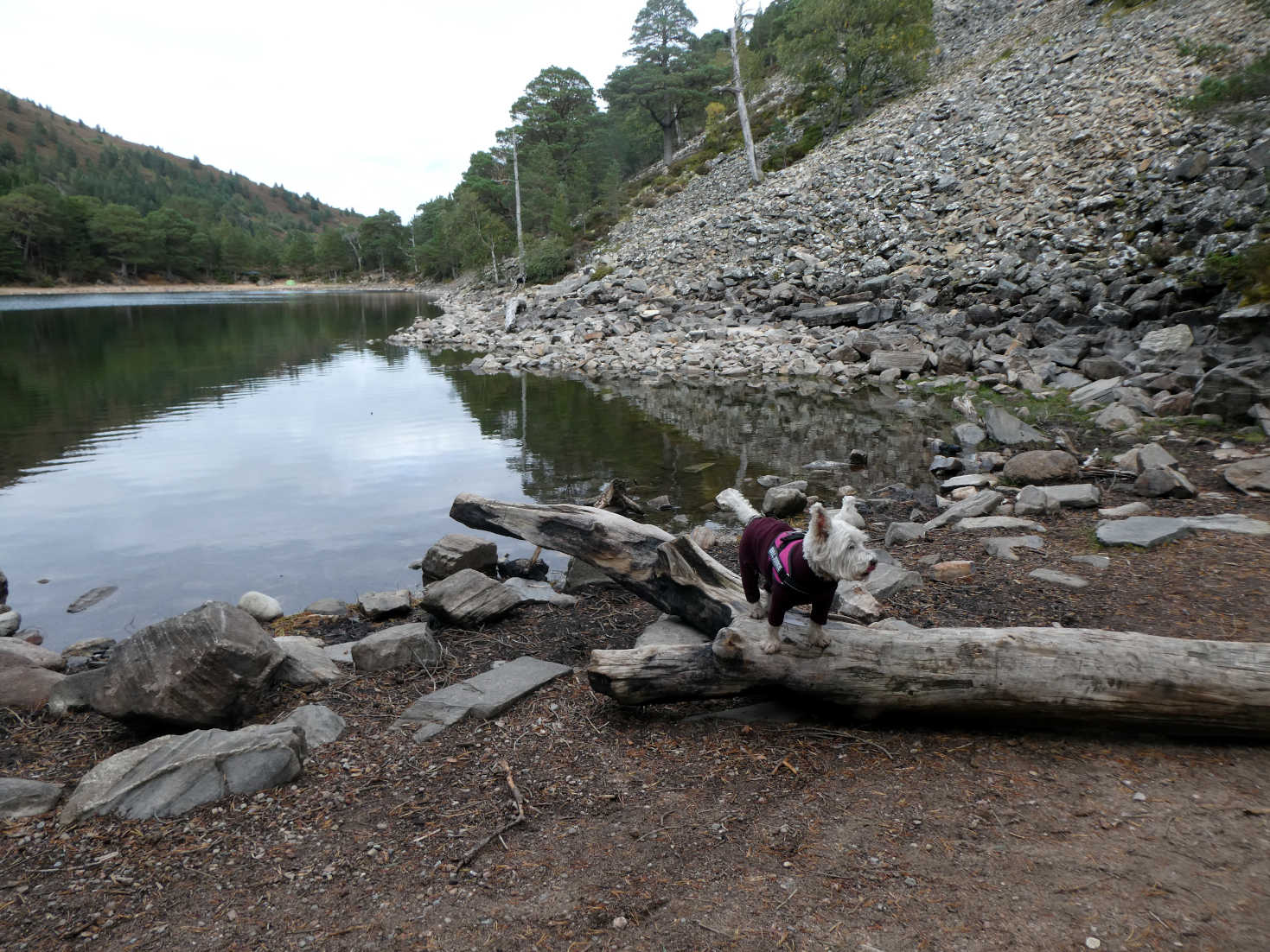 poppy the westie after picnic at Lochan Uaine