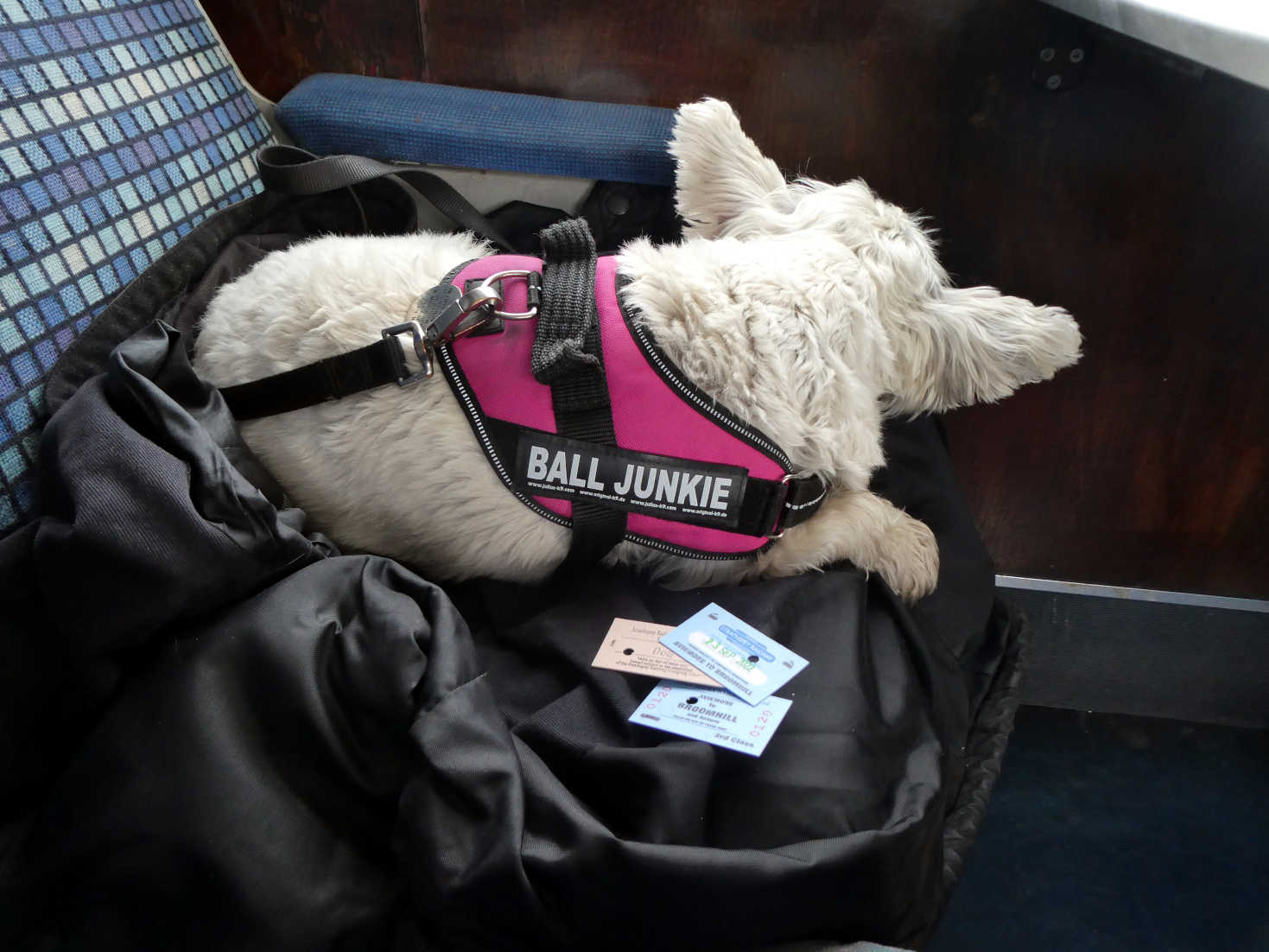 poppy the westie has a snooze on the steam train